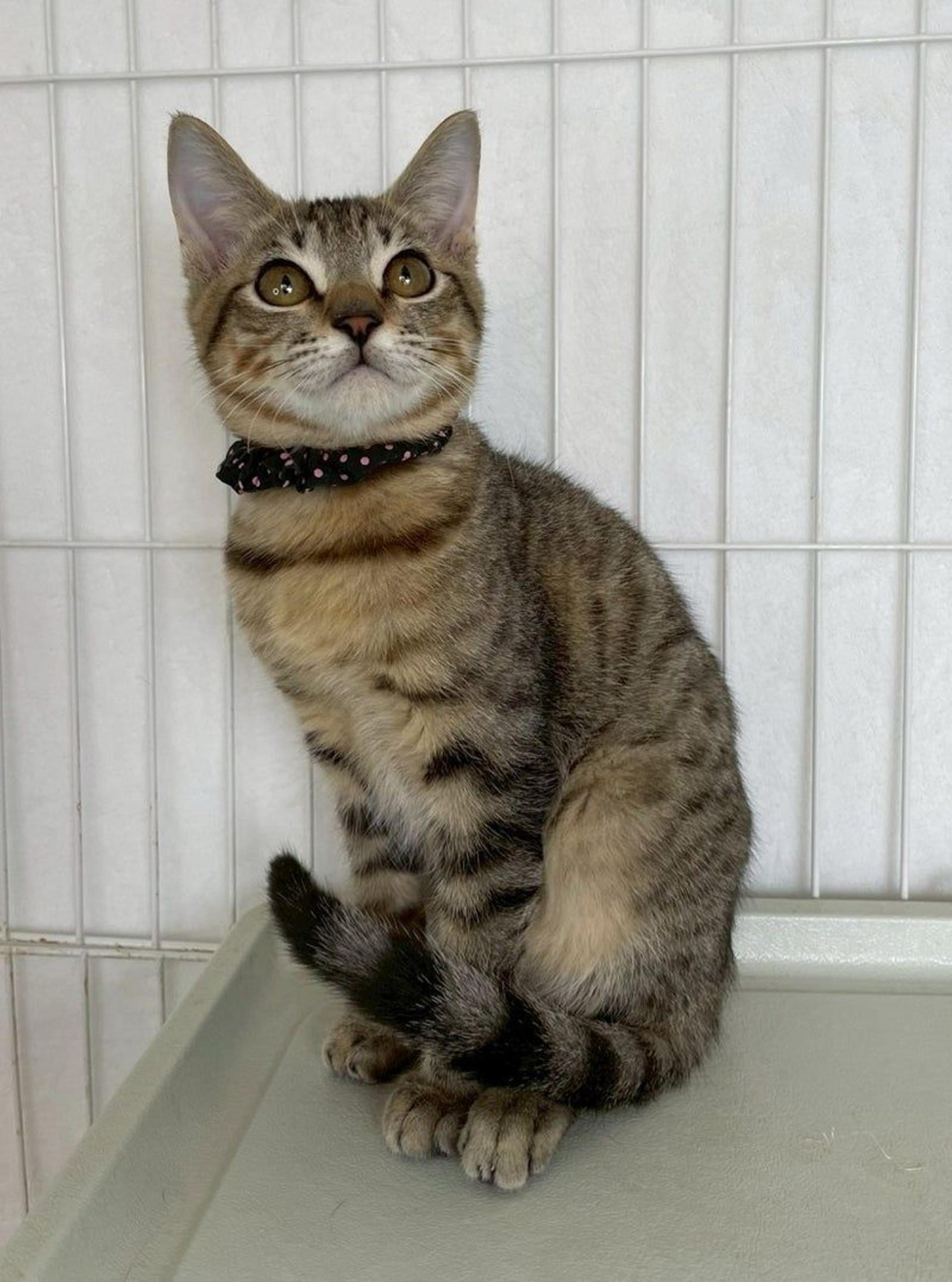 pet-image-4