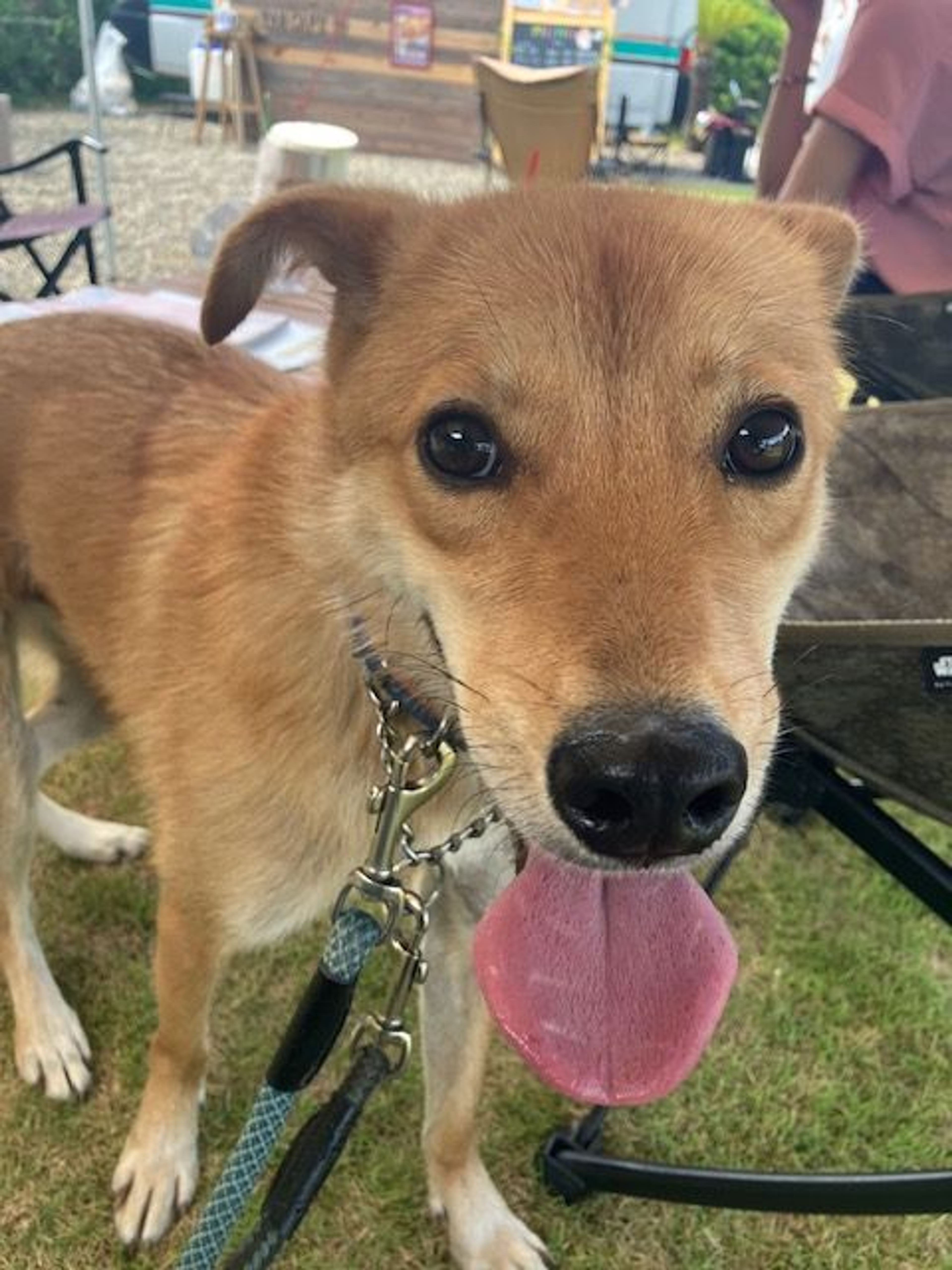 雑種（ミックス犬）・オスの里親募集の写真