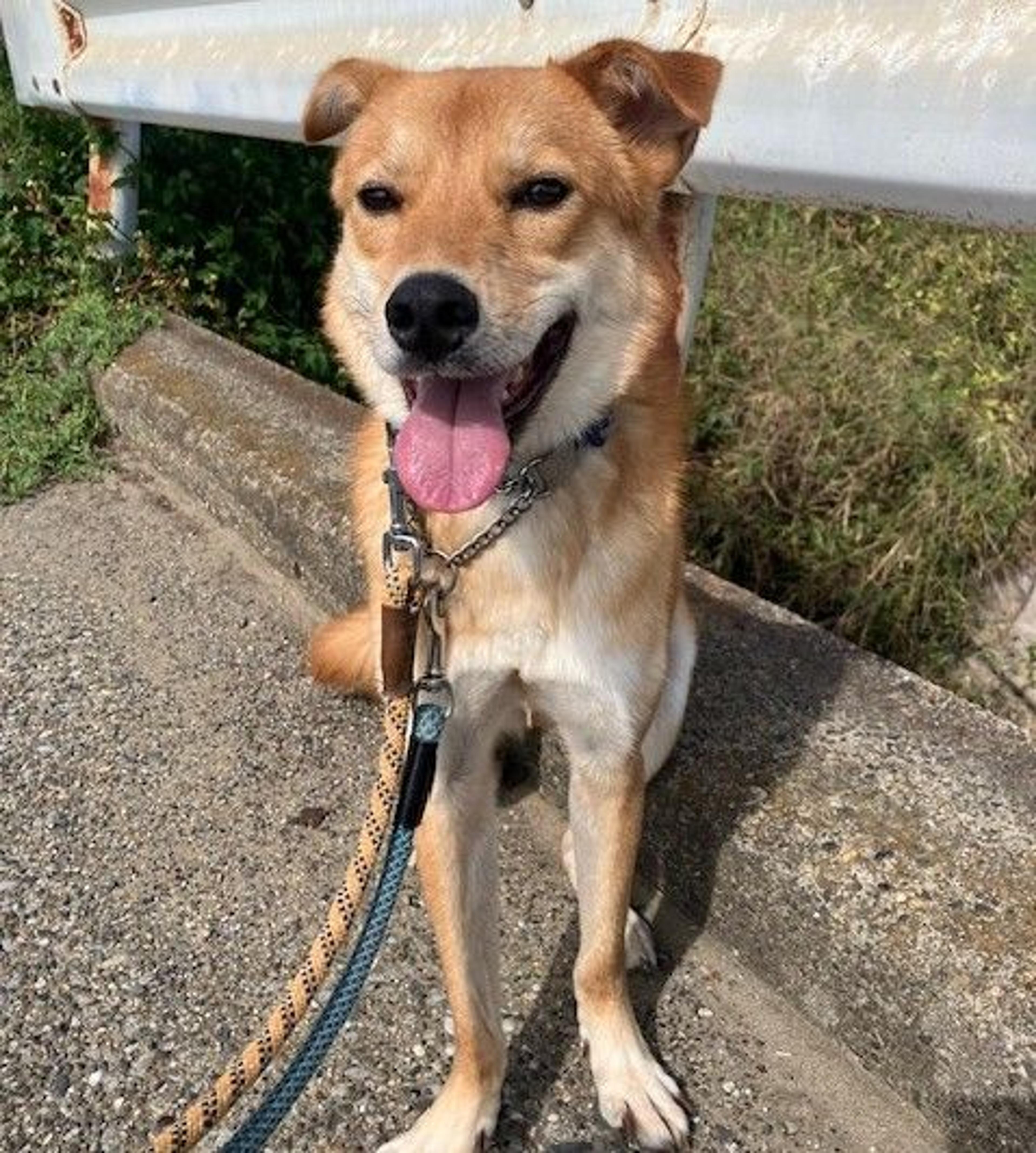 pet-image-2