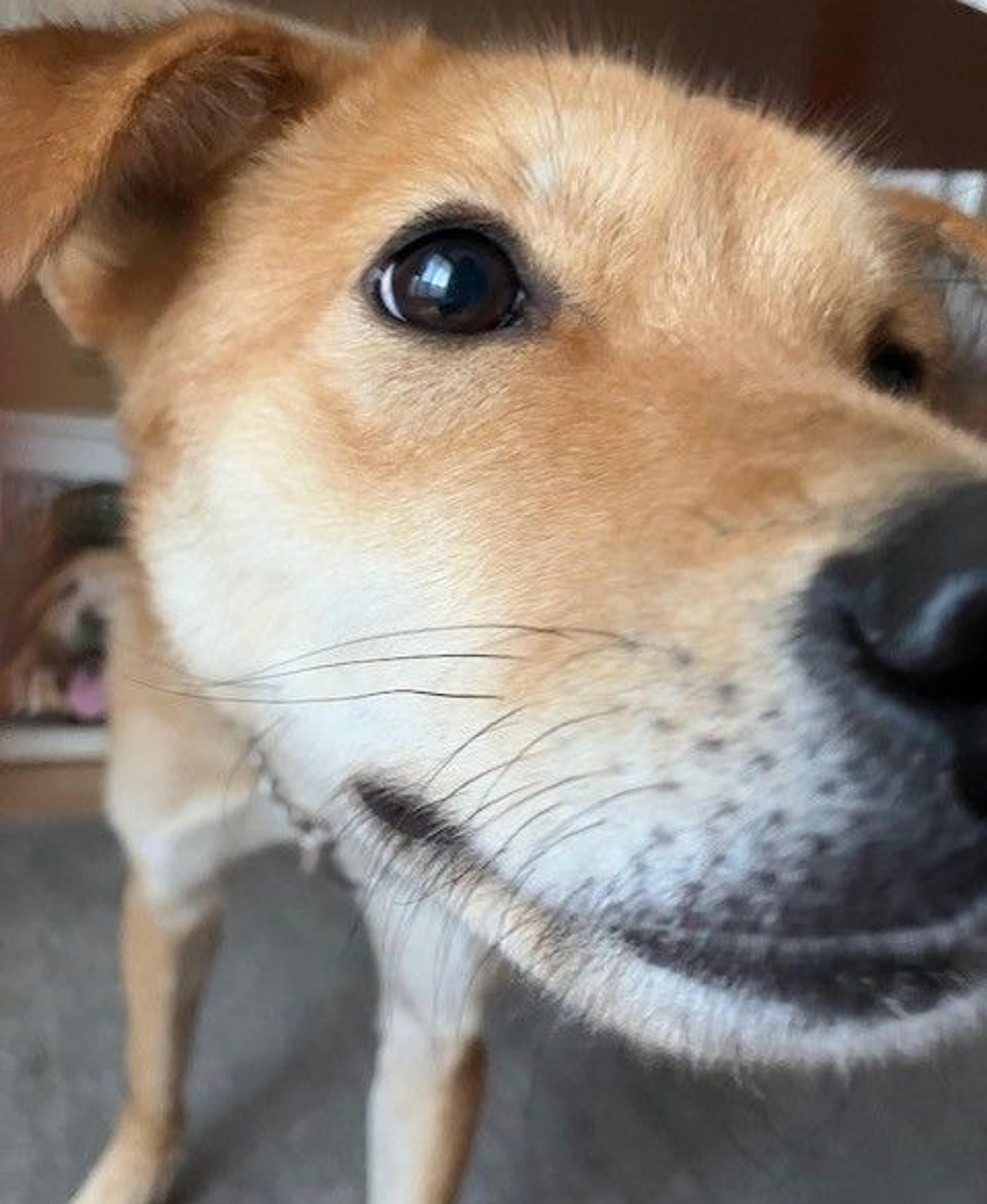 pet-image-3