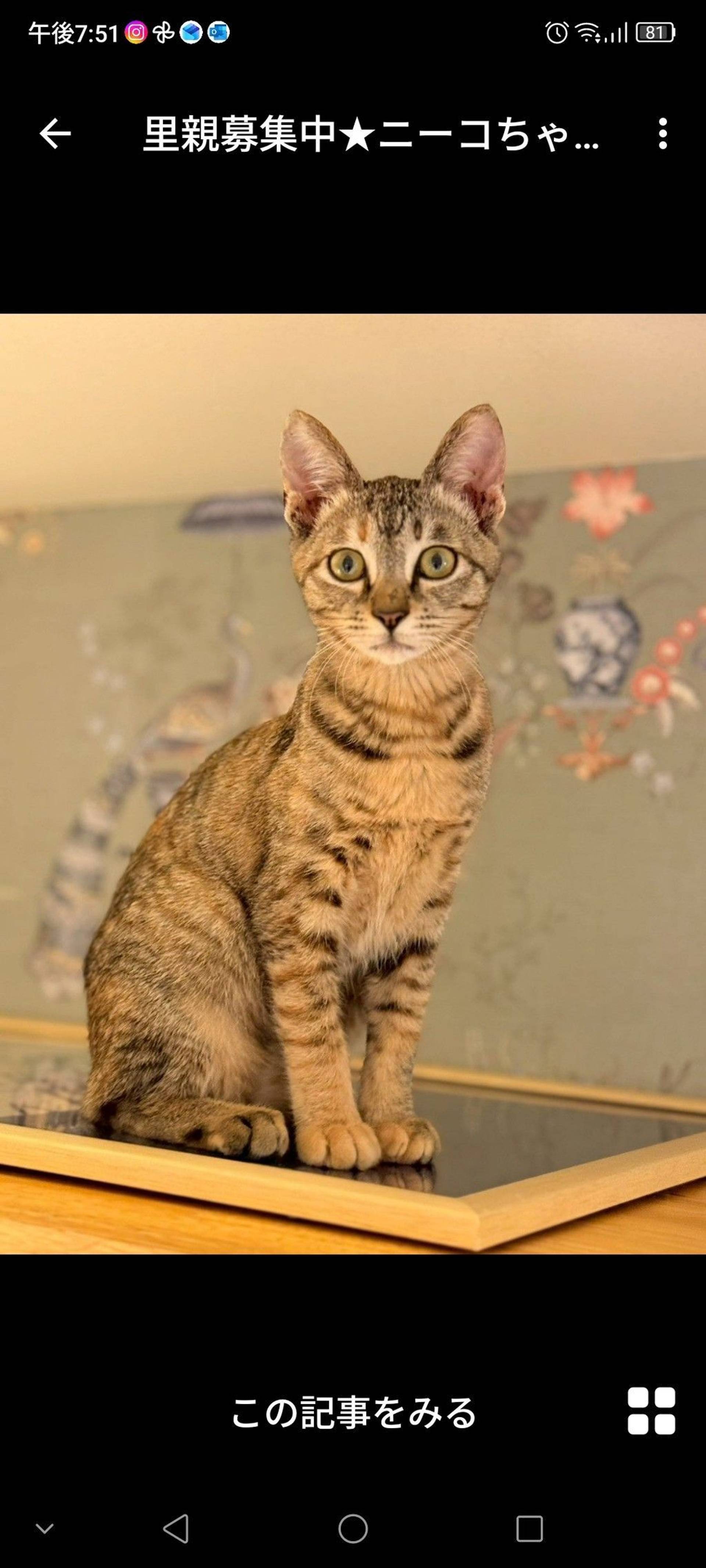 雑種（ミックス猫）・メスの里親募集の写真