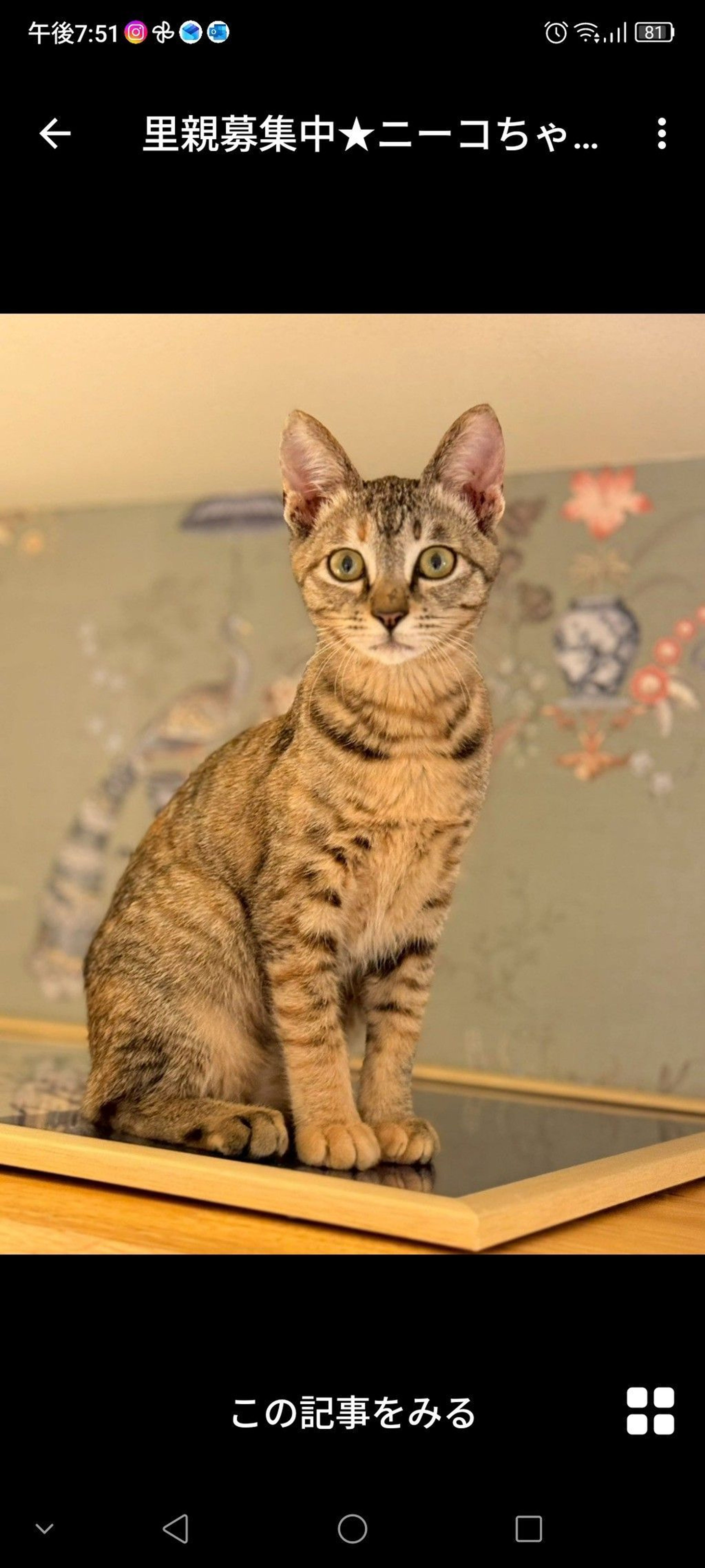 雑種（ミックス猫）・メスの里親募集の写真