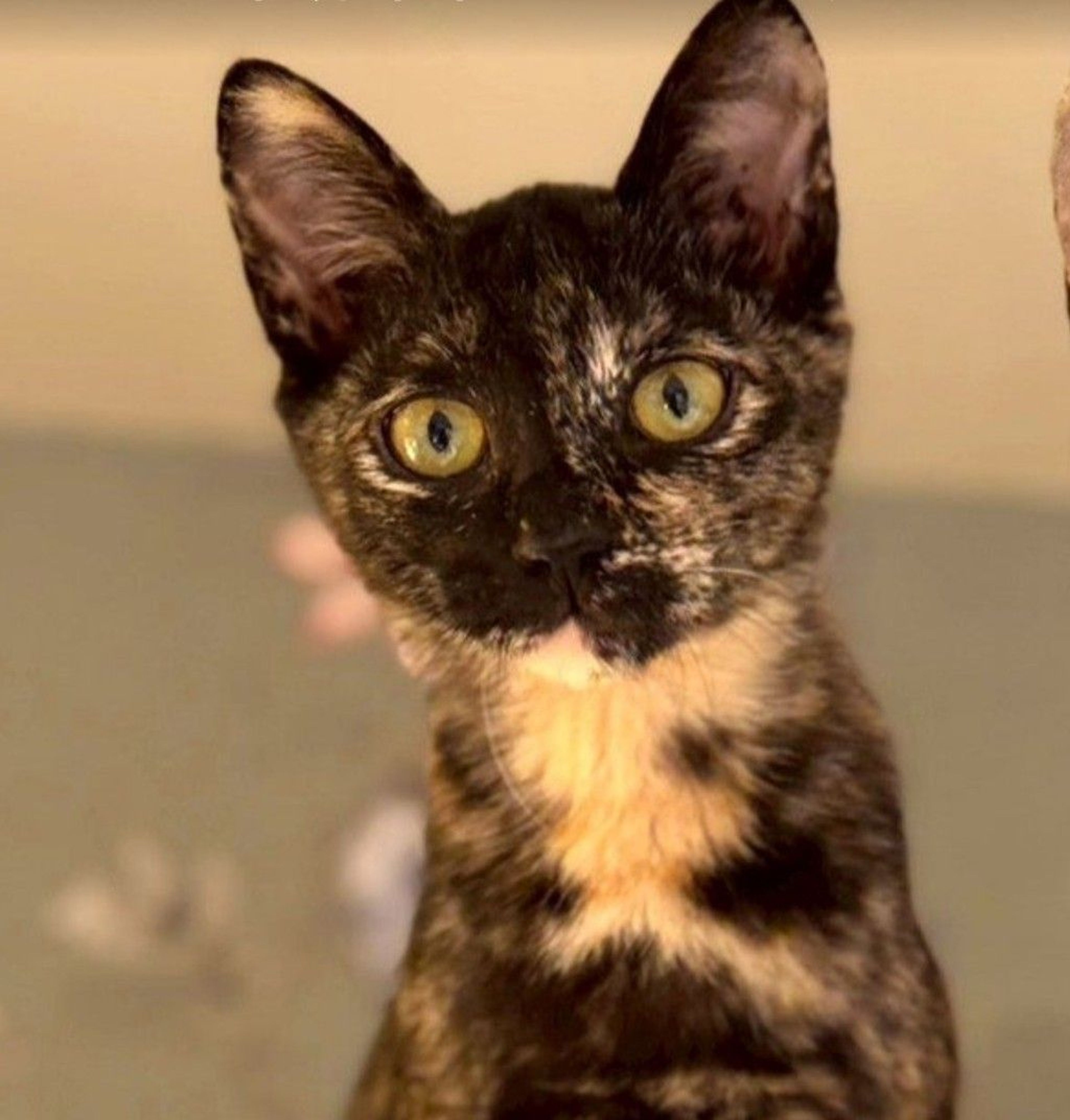 雑種（ミックス猫）・メスの里親募集の写真