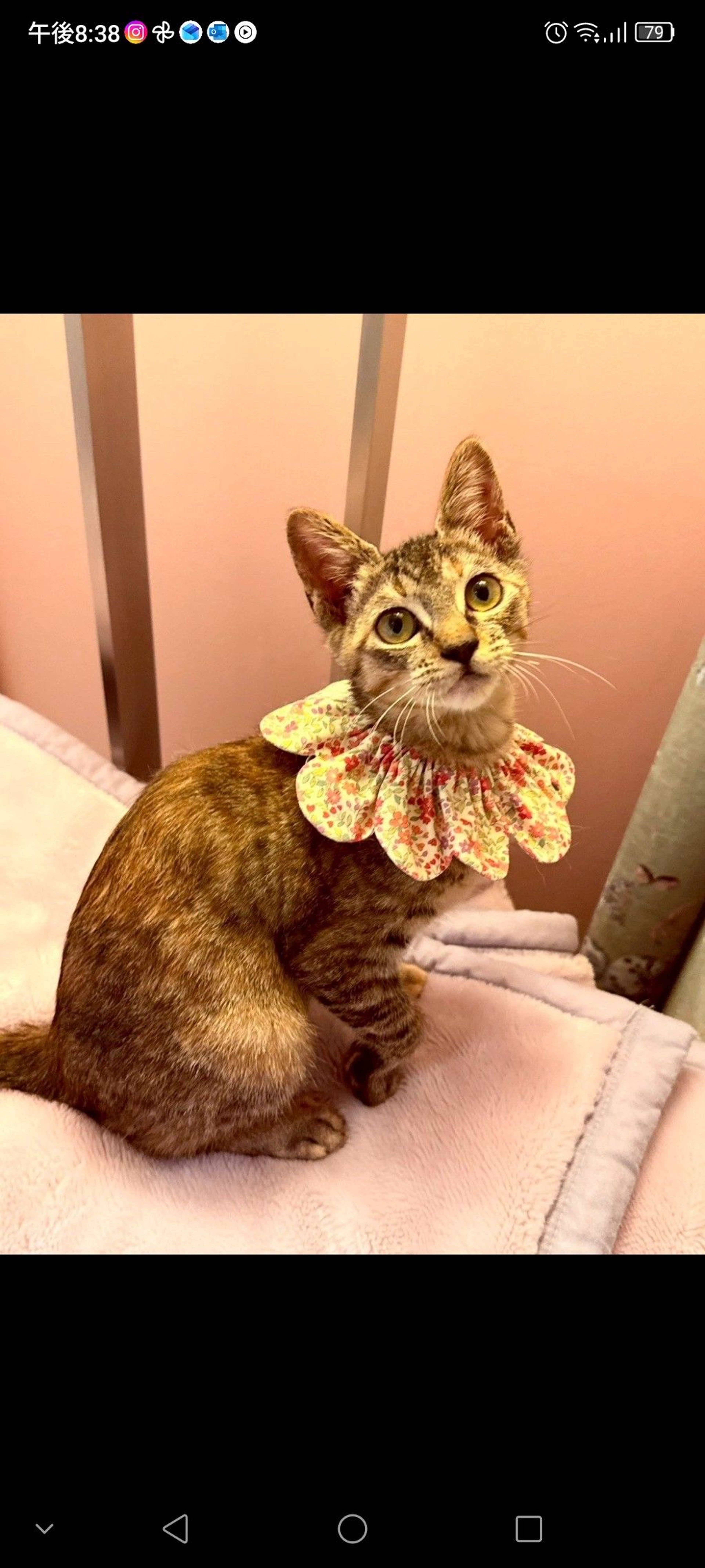 雑種（ミックス猫）・メスの里親募集の写真