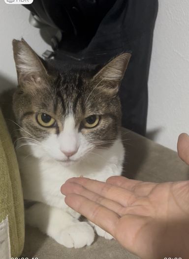 雑種（ミックス猫）・メスの里親募集の写真