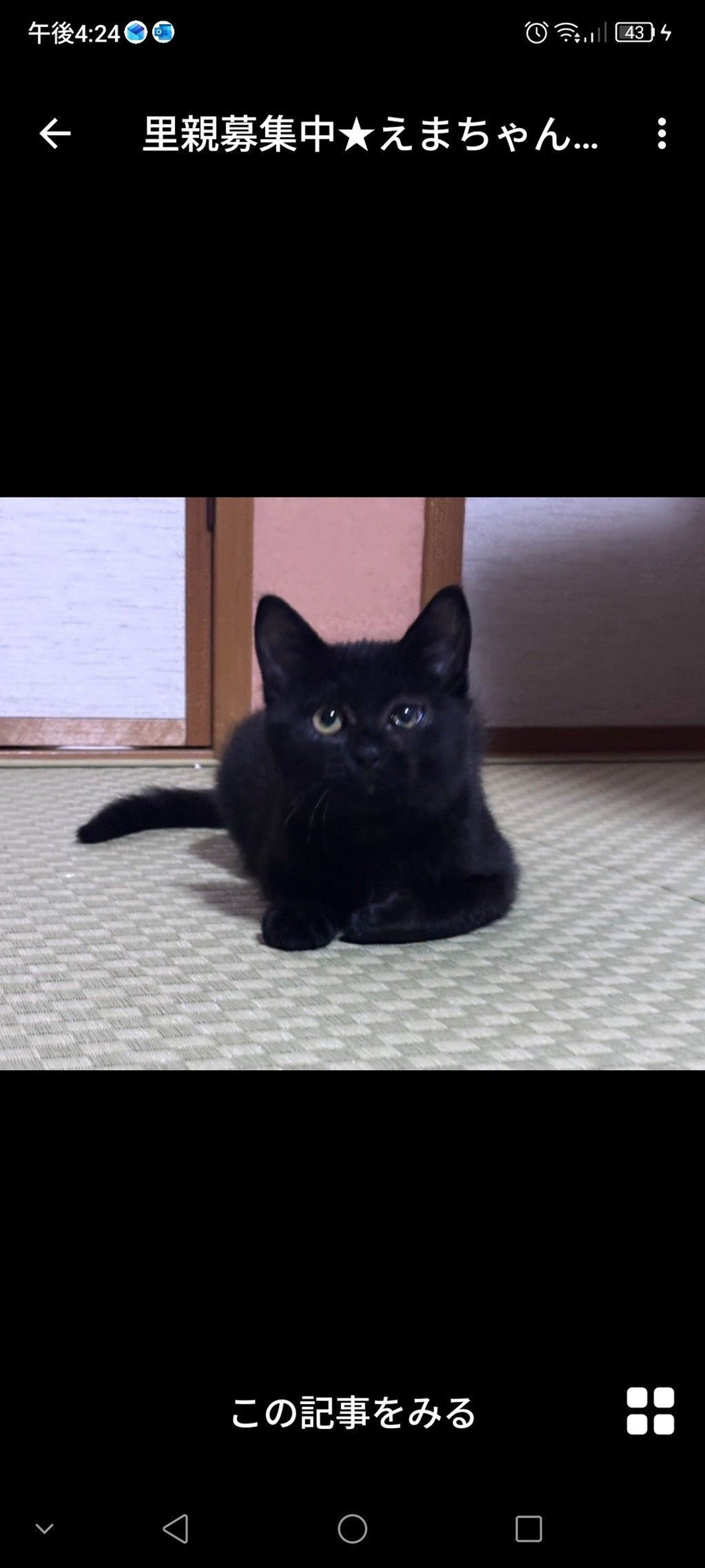 雑種（ミックス猫）・メスの里親募集の写真