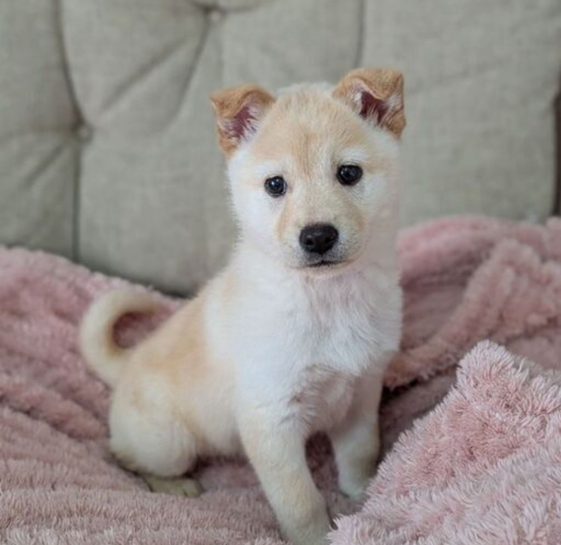 雑種（ミックス犬）・メスの里親募集の写真
