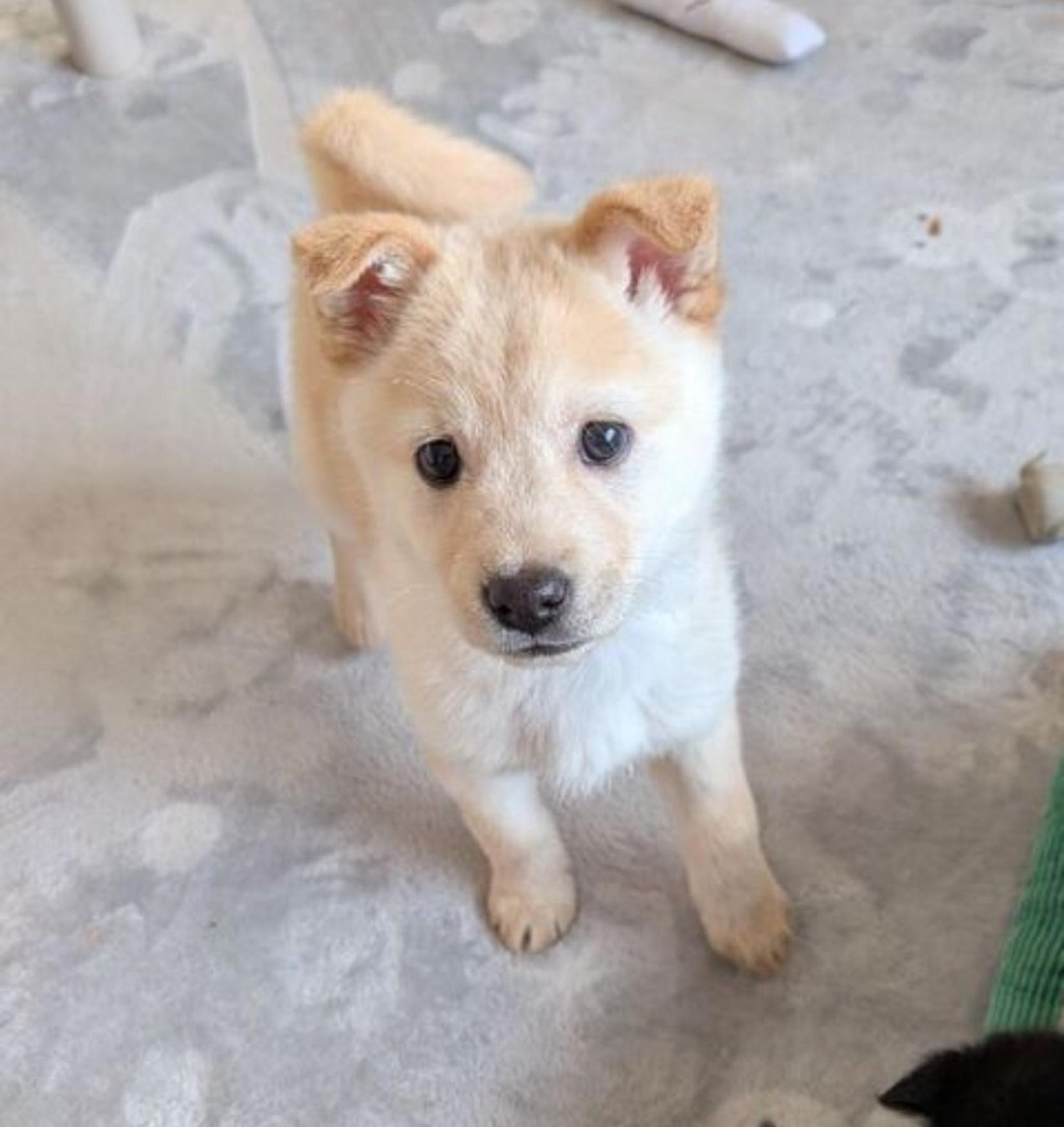 pet-image-2