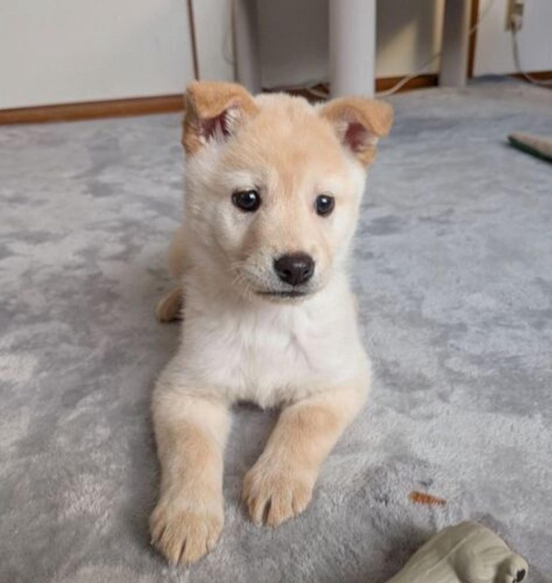 pet-image-3