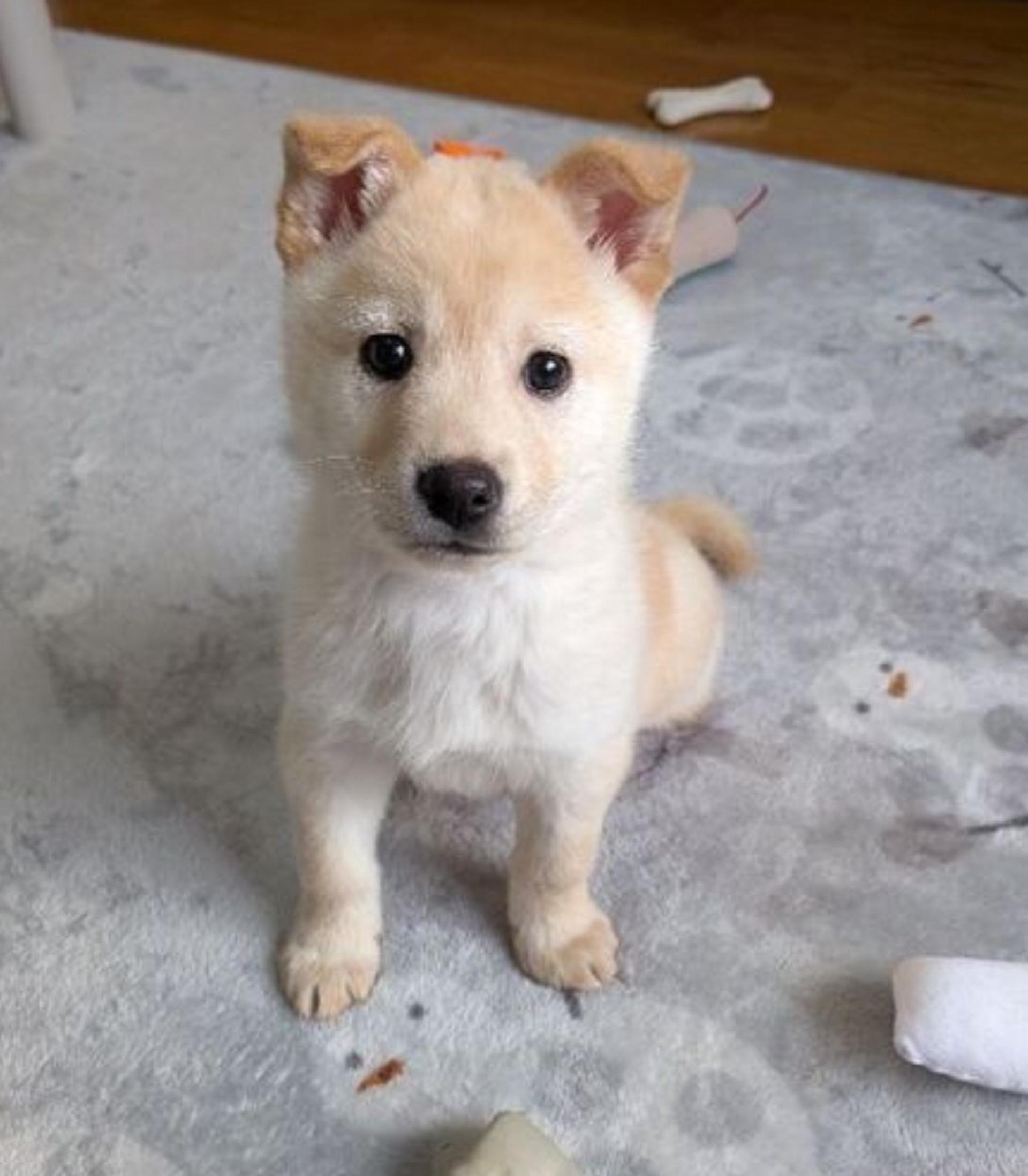 pet-image-4