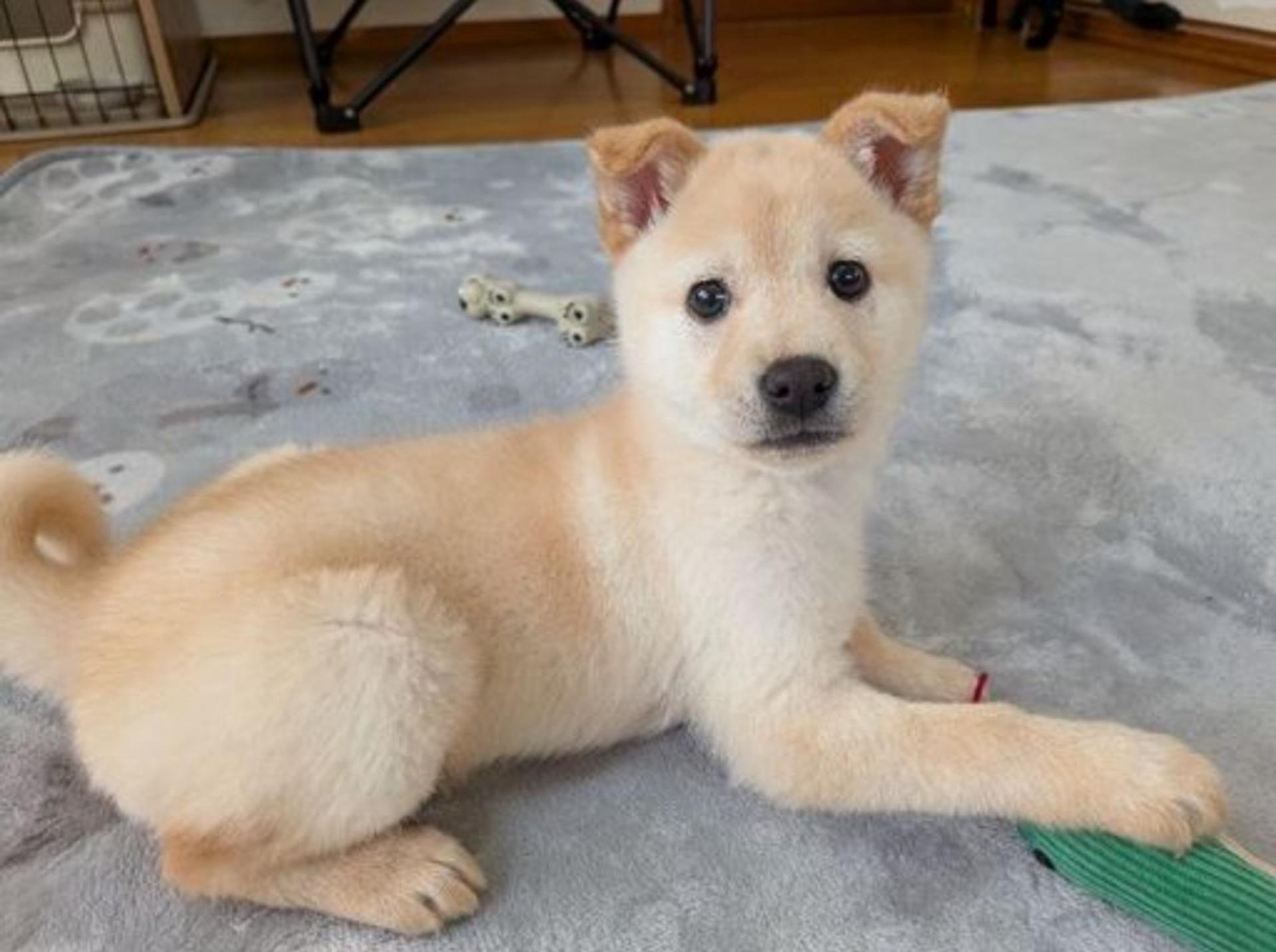 pet-image-5