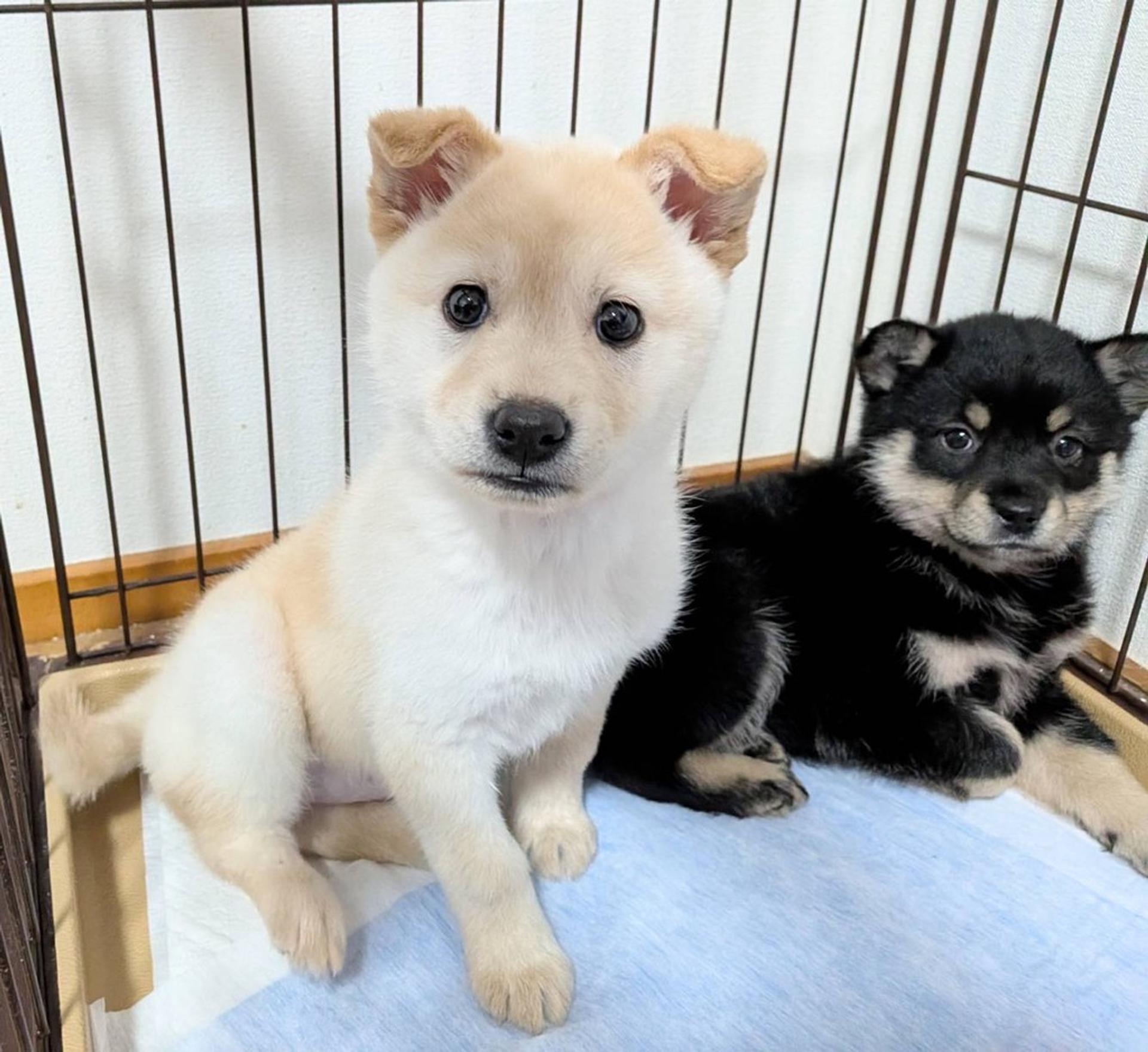 pet-image-6