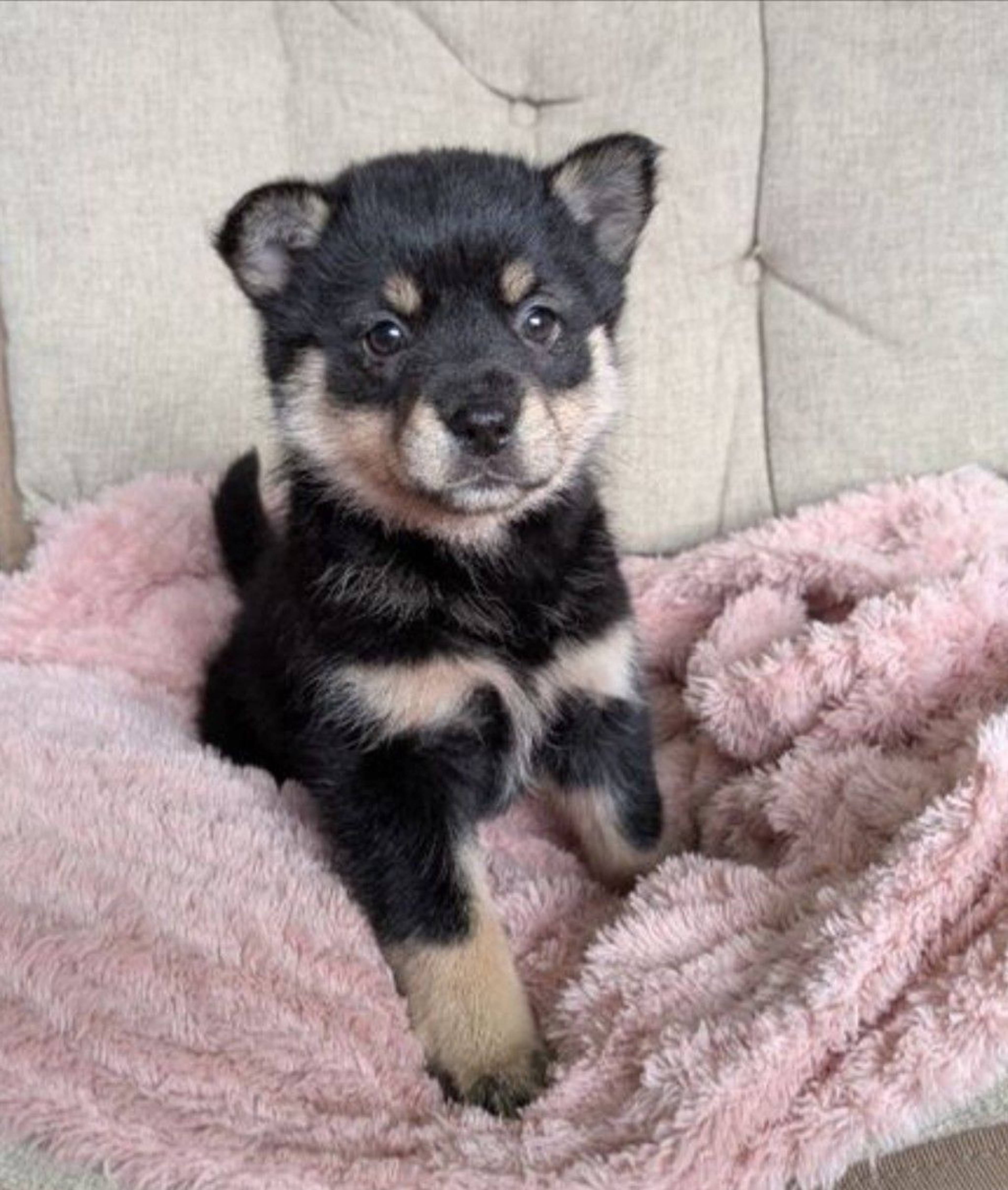 雑種（ミックス犬）・メスの里親募集の写真