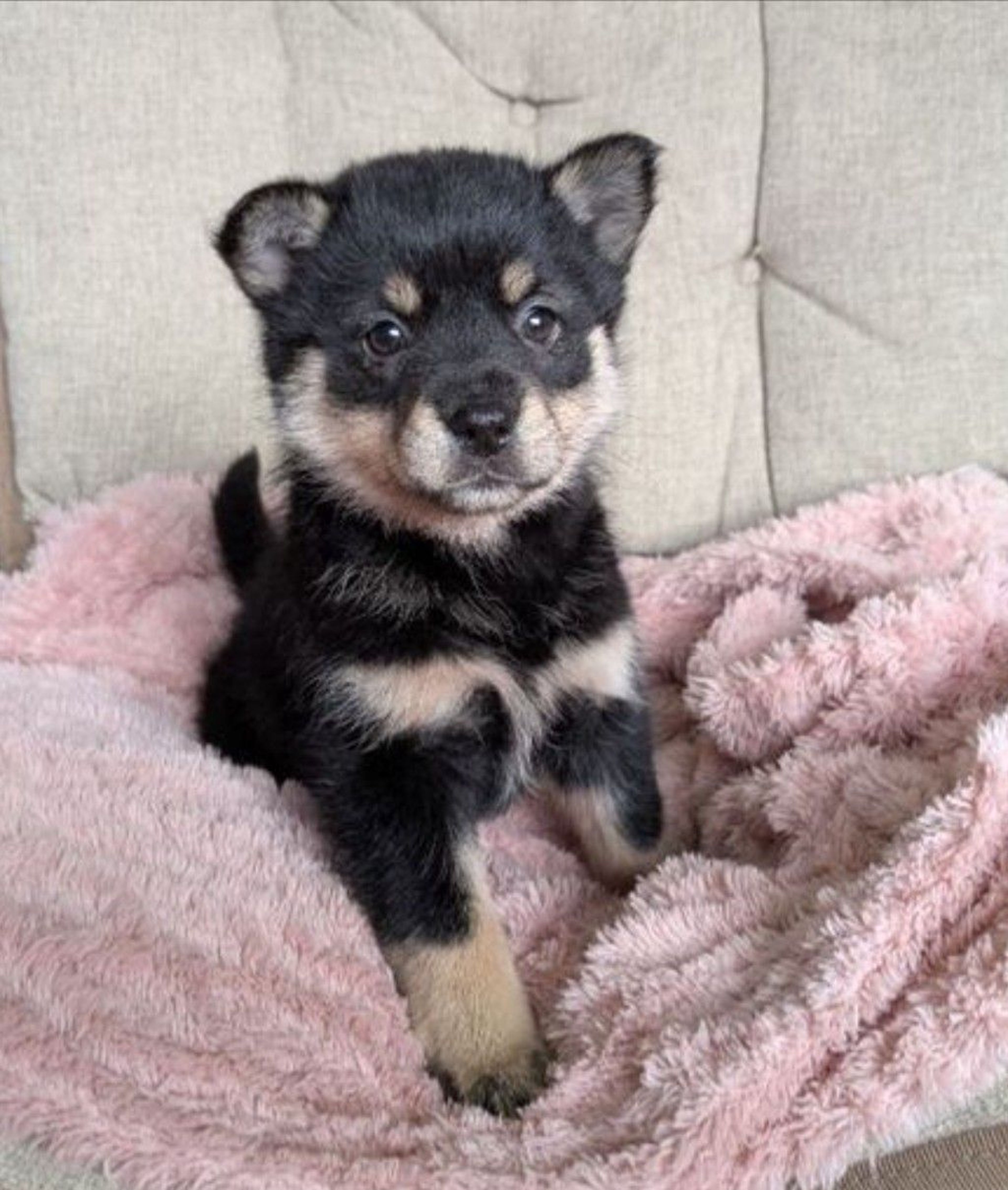 雑種（ミックス犬）・メスの里親募集の写真