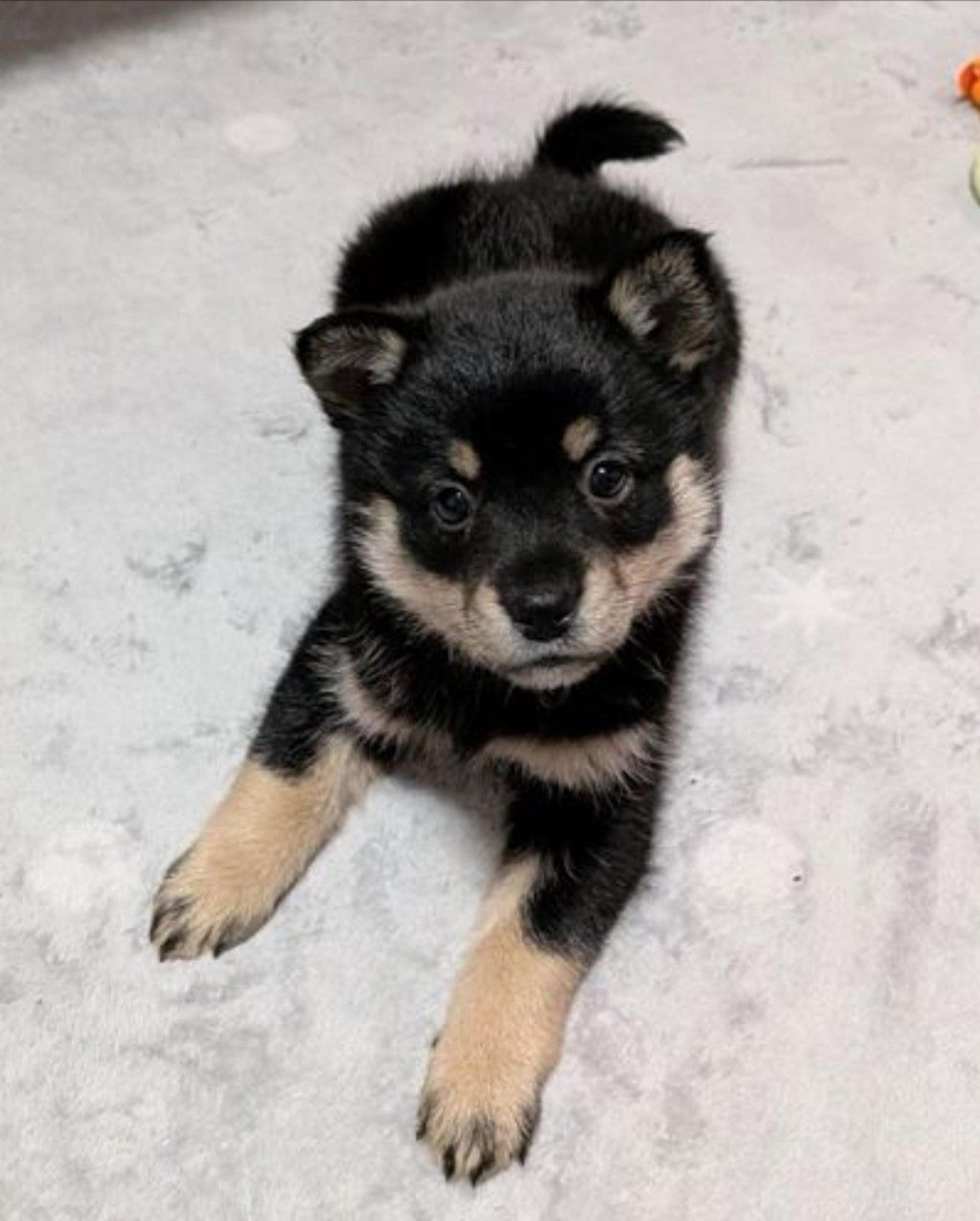 pet-image-2