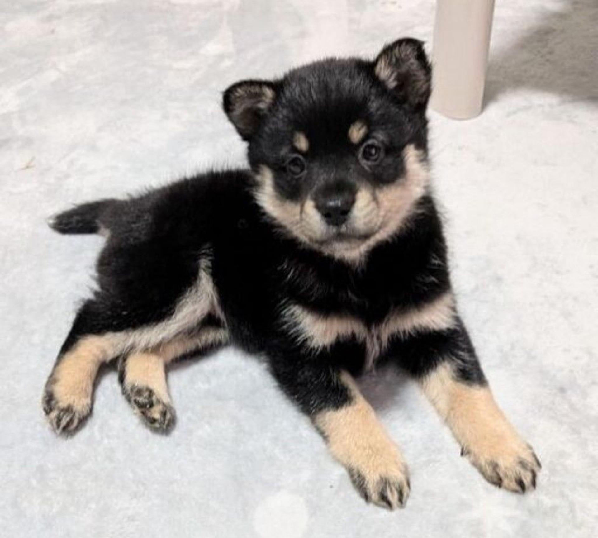 pet-image-3