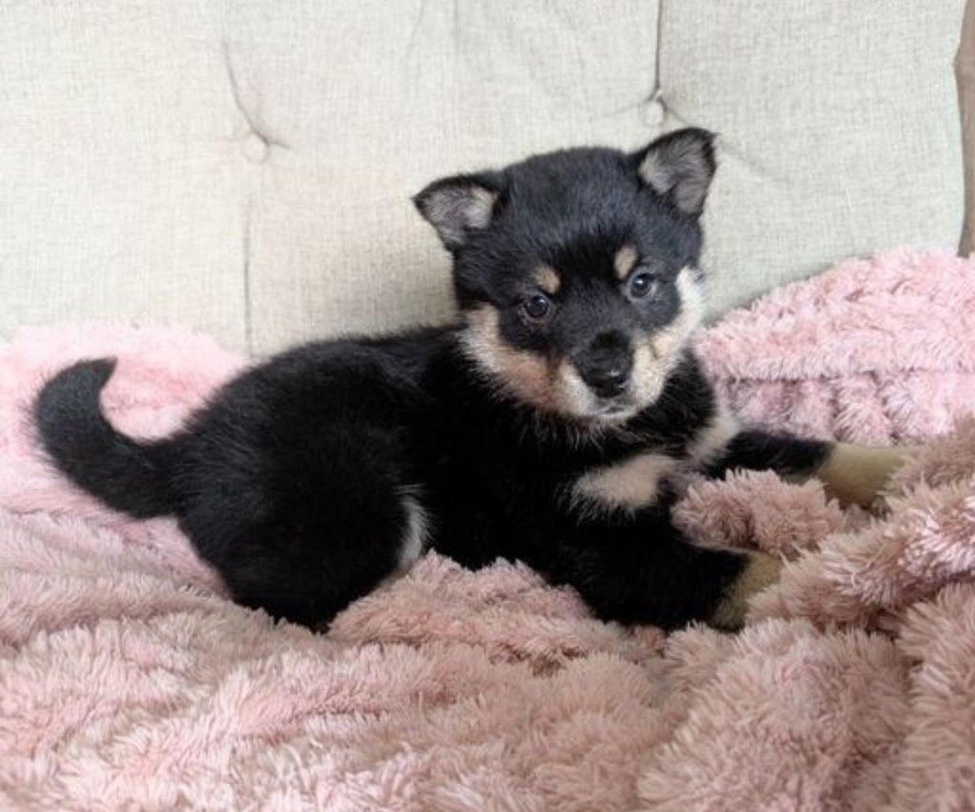 pet-image-4