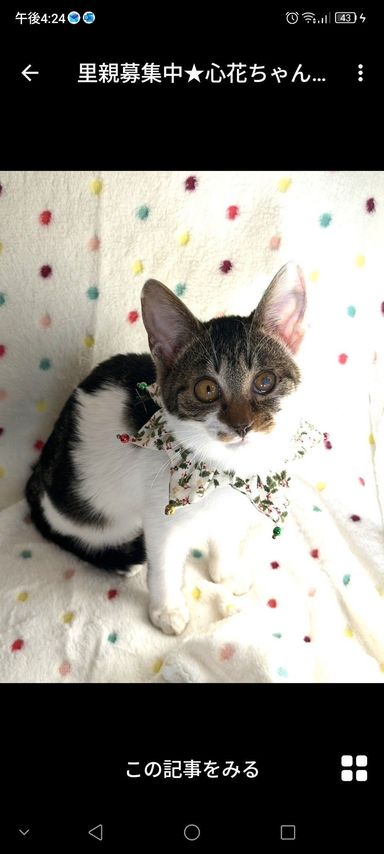 雑種（ミックス猫）・メスの里親募集の写真