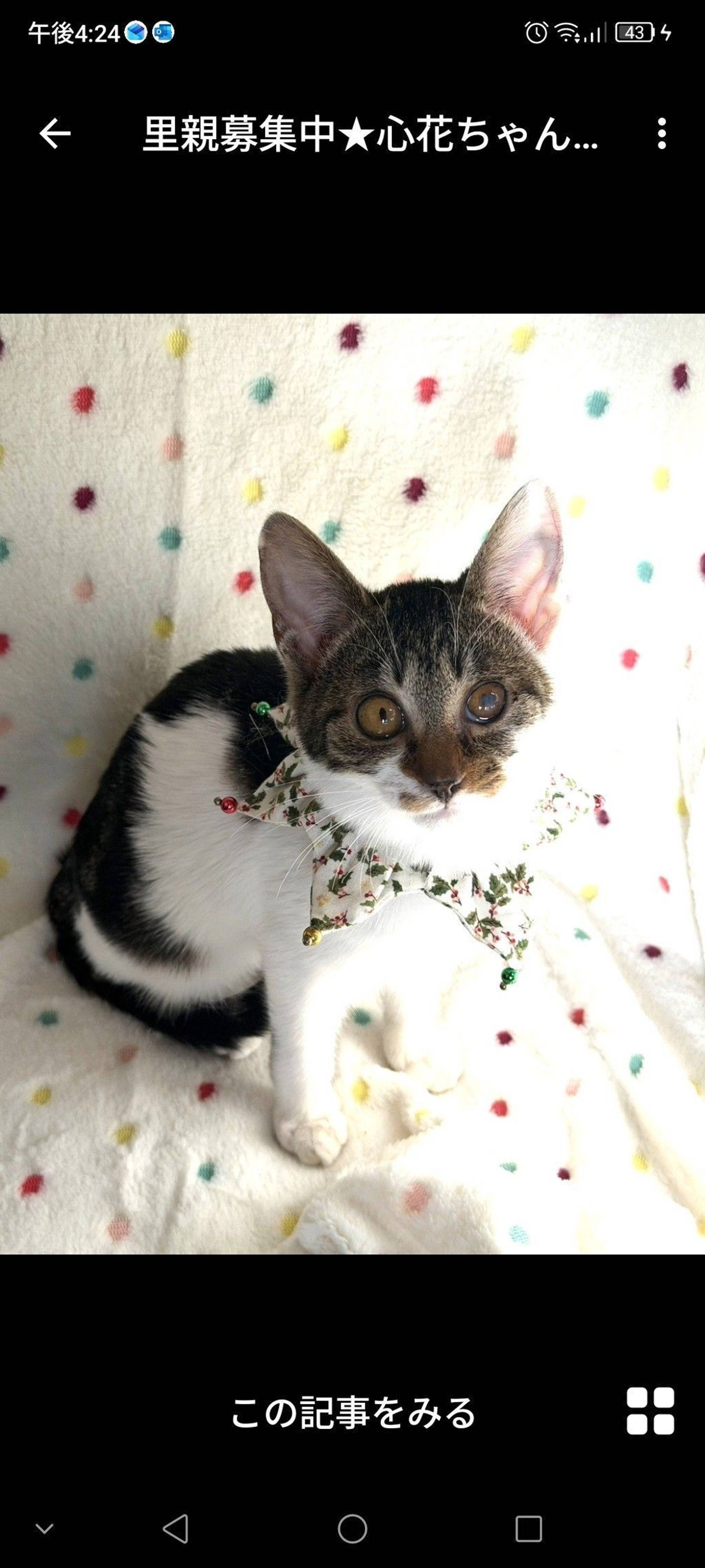 雑種（ミックス猫）・メスの里親募集の写真