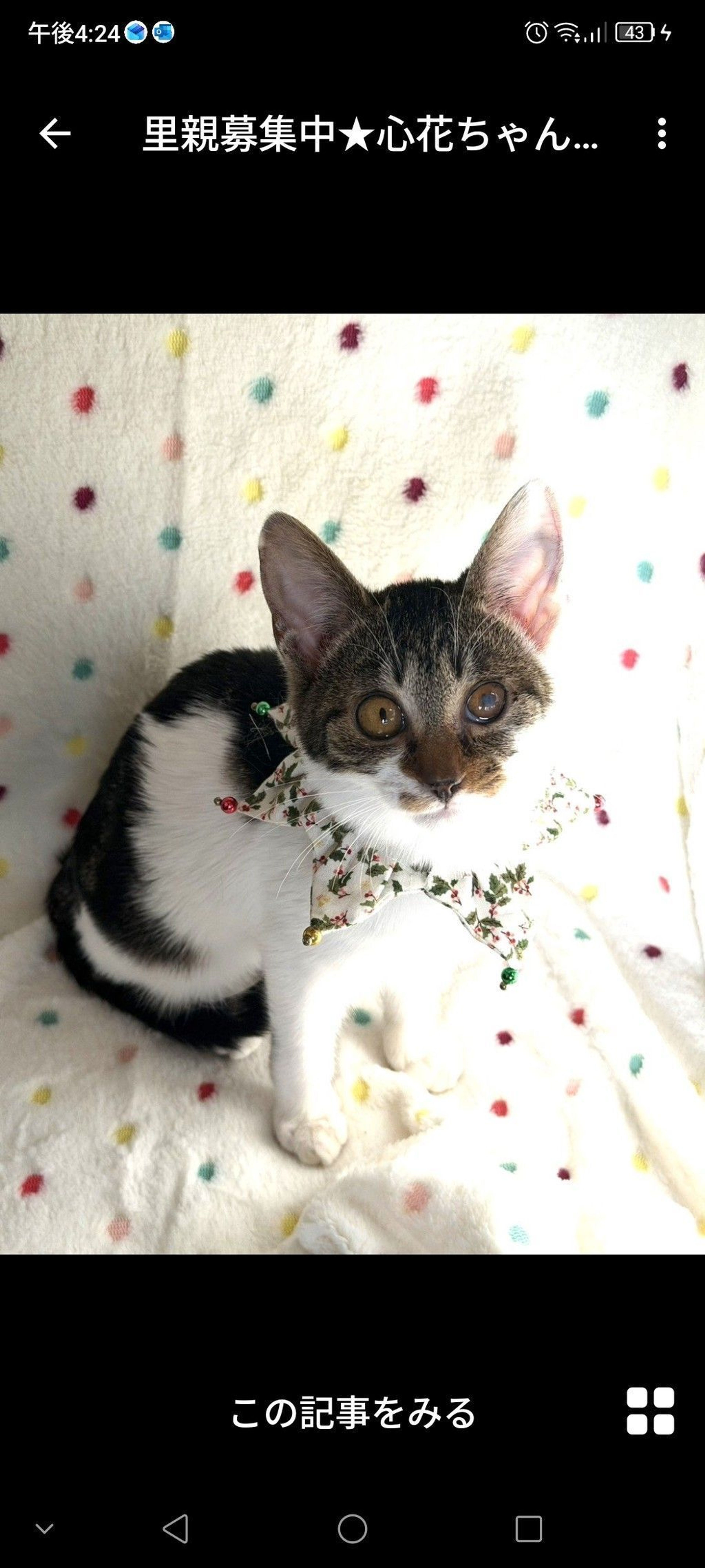 雑種（ミックス猫）・メスの里親募集の写真