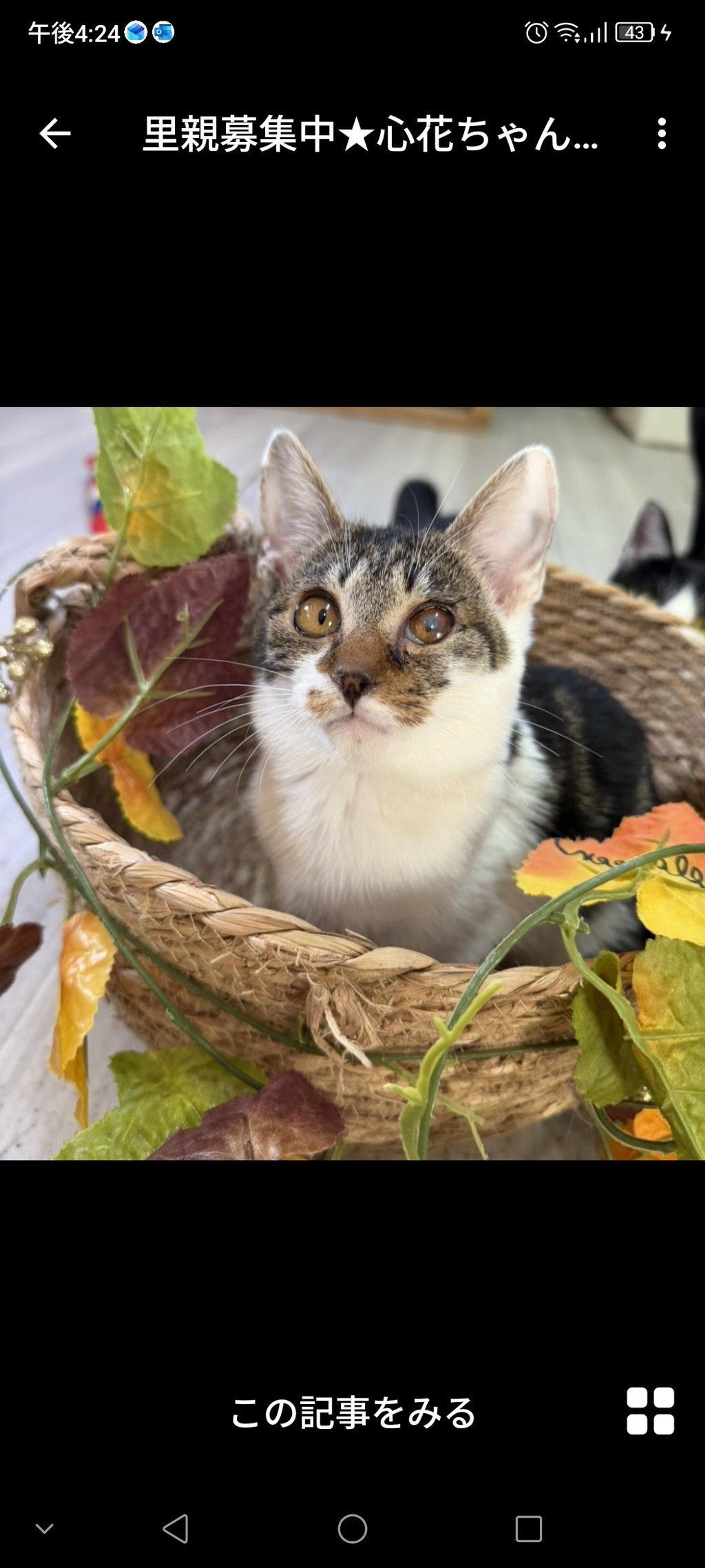 pet-image-2