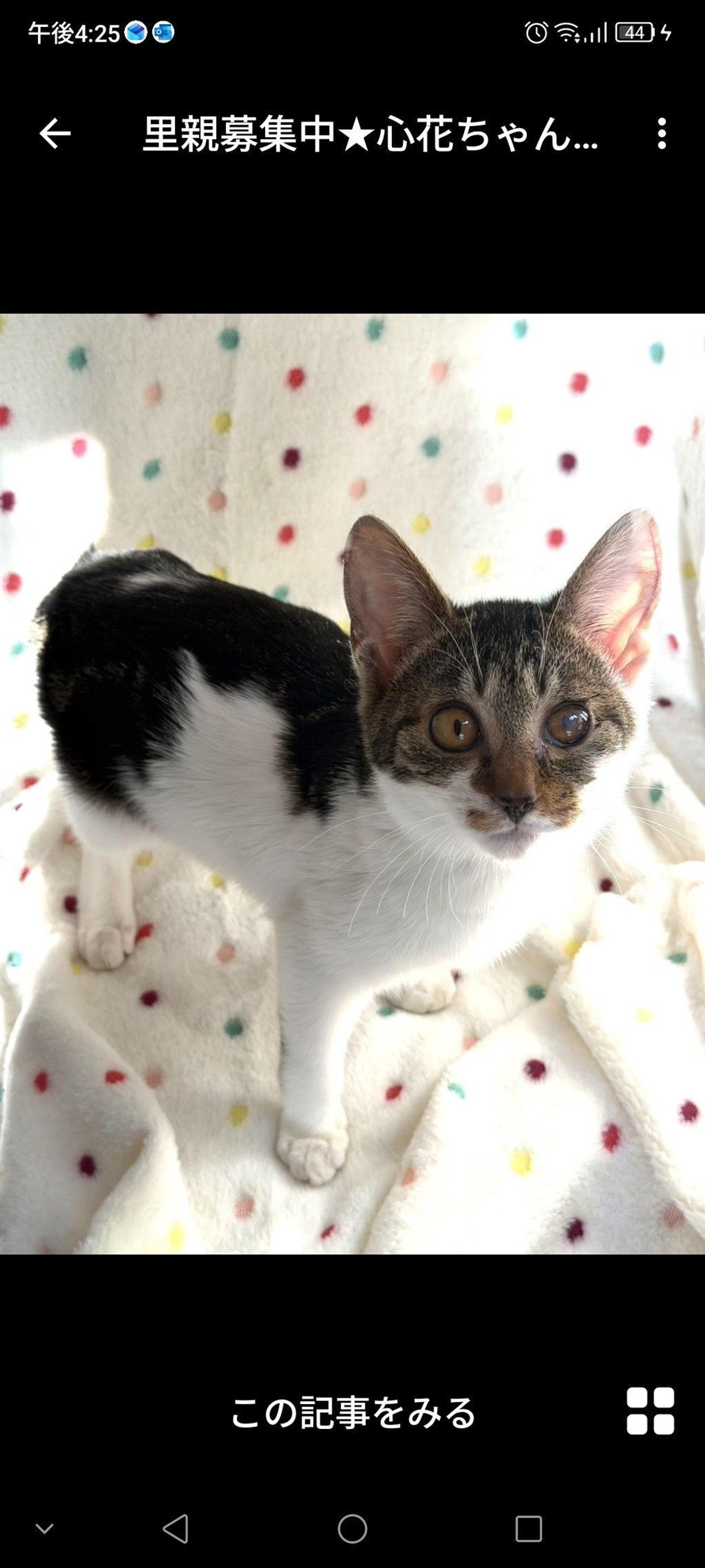 pet-image-3