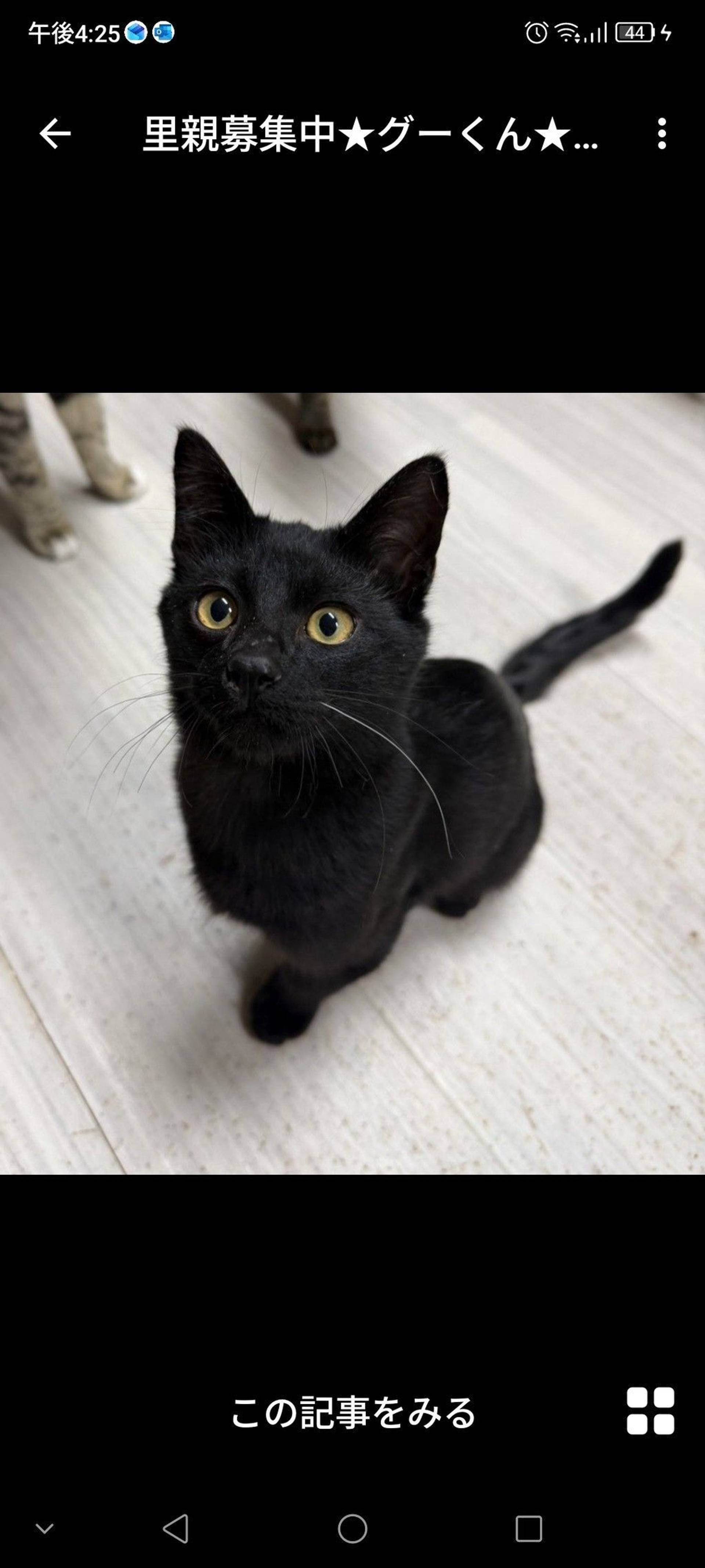 雑種（ミックス猫）・オスの里親募集の写真