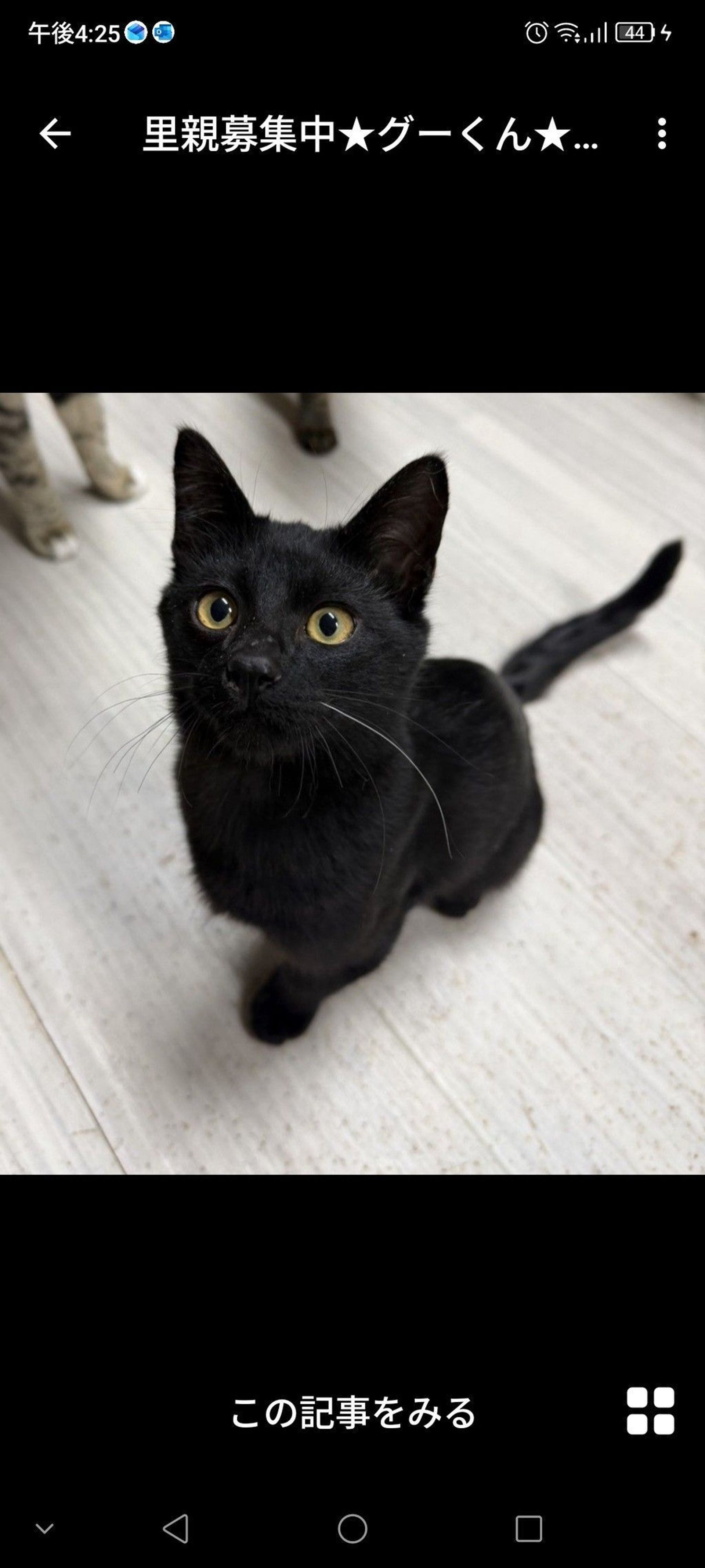 雑種（ミックス猫）・オスの里親募集の写真