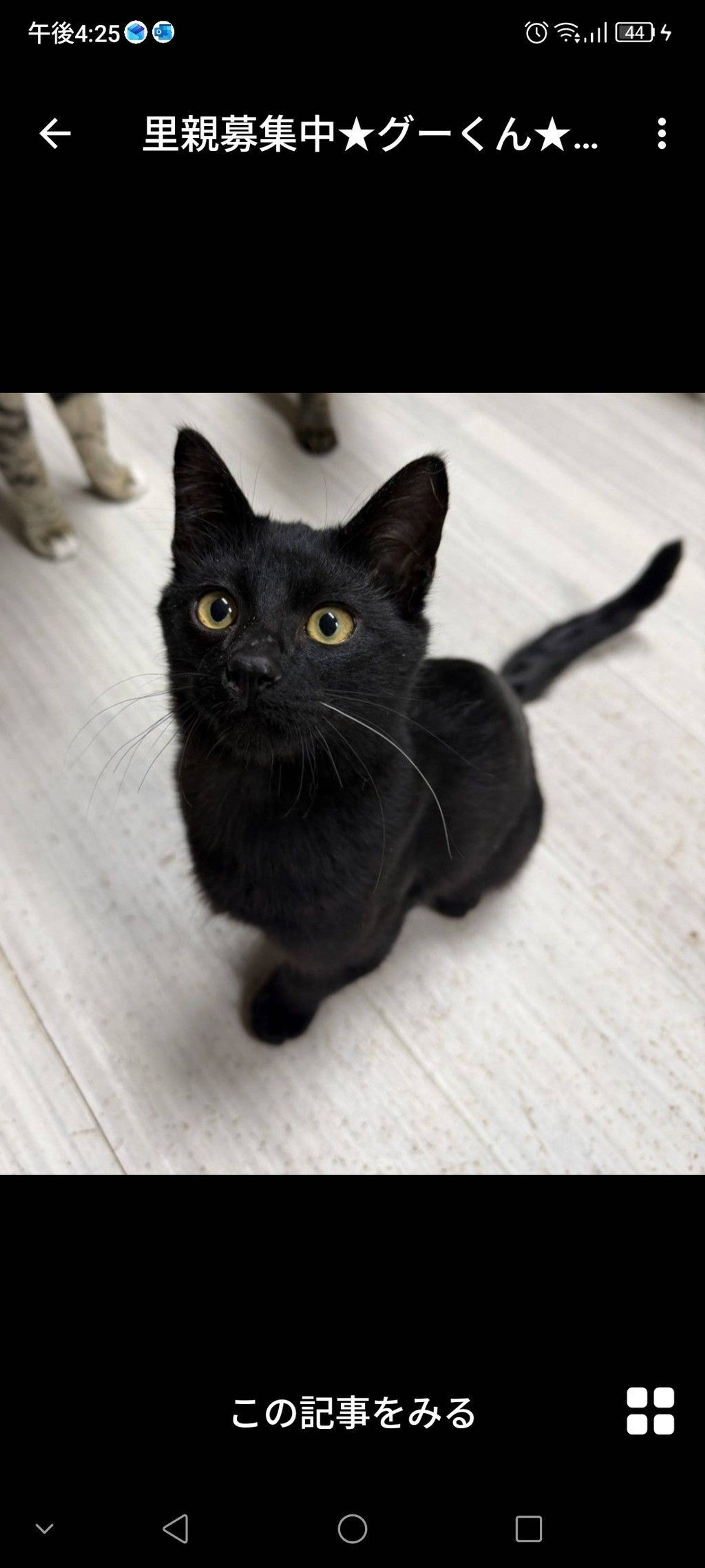 雑種（ミックス猫）・オスの里親募集の写真