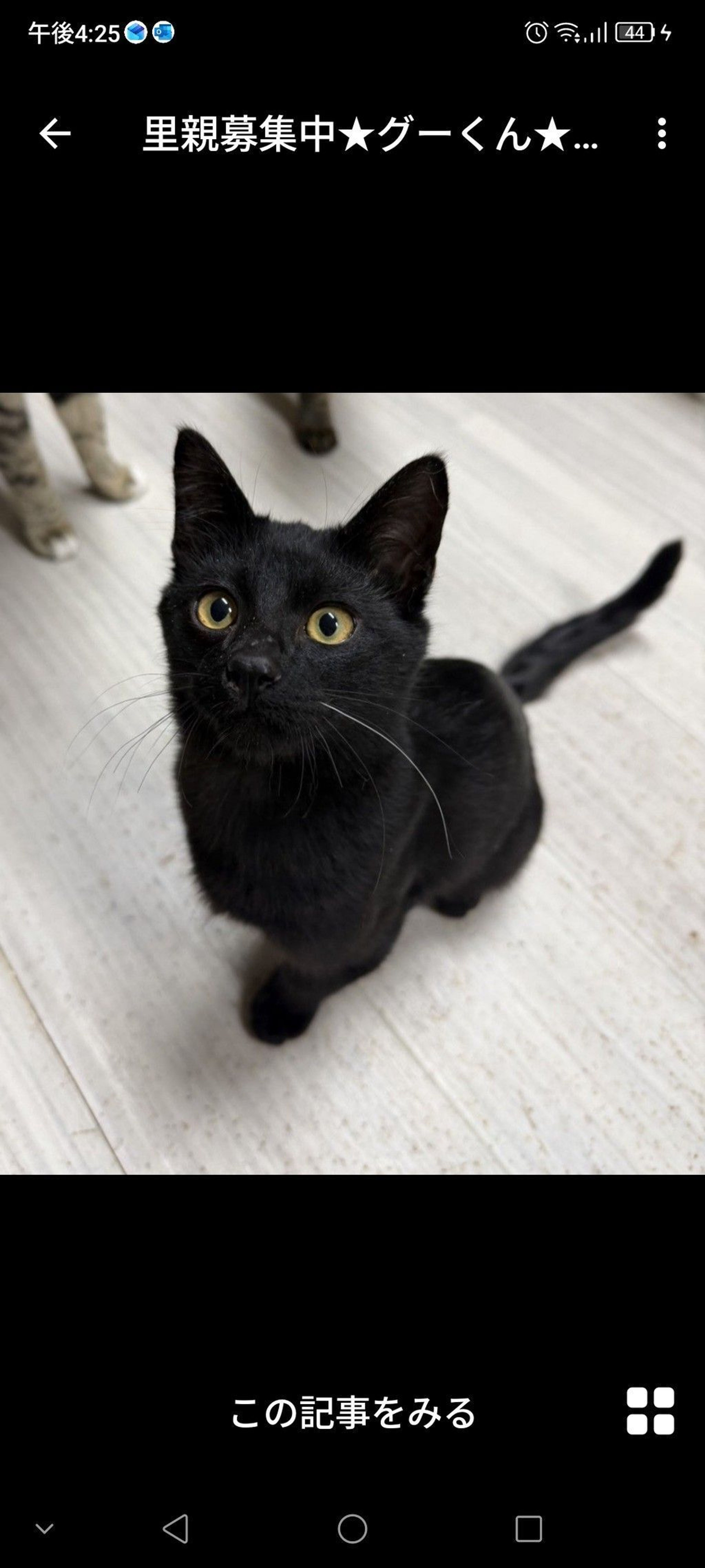 雑種（ミックス猫）・オスの里親募集の写真