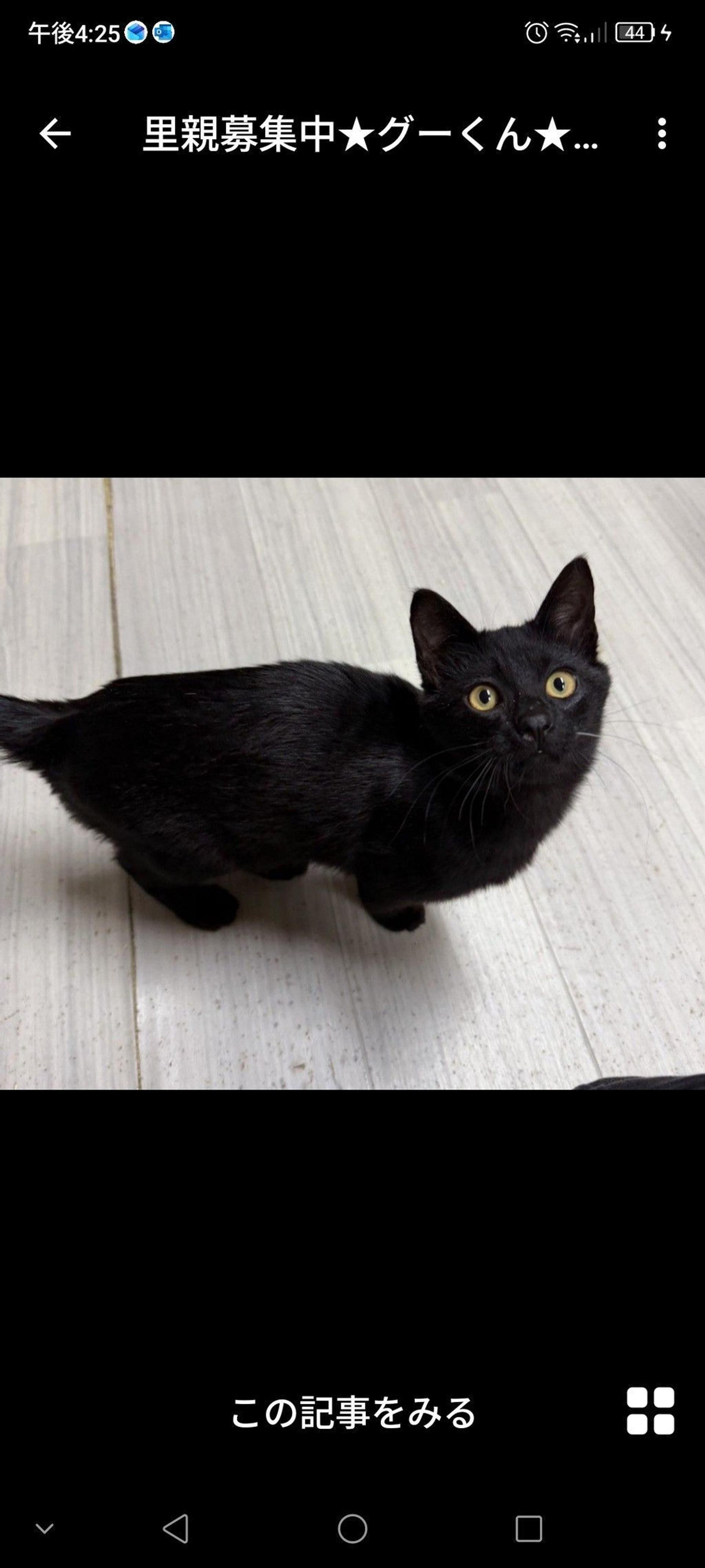 pet-image-3