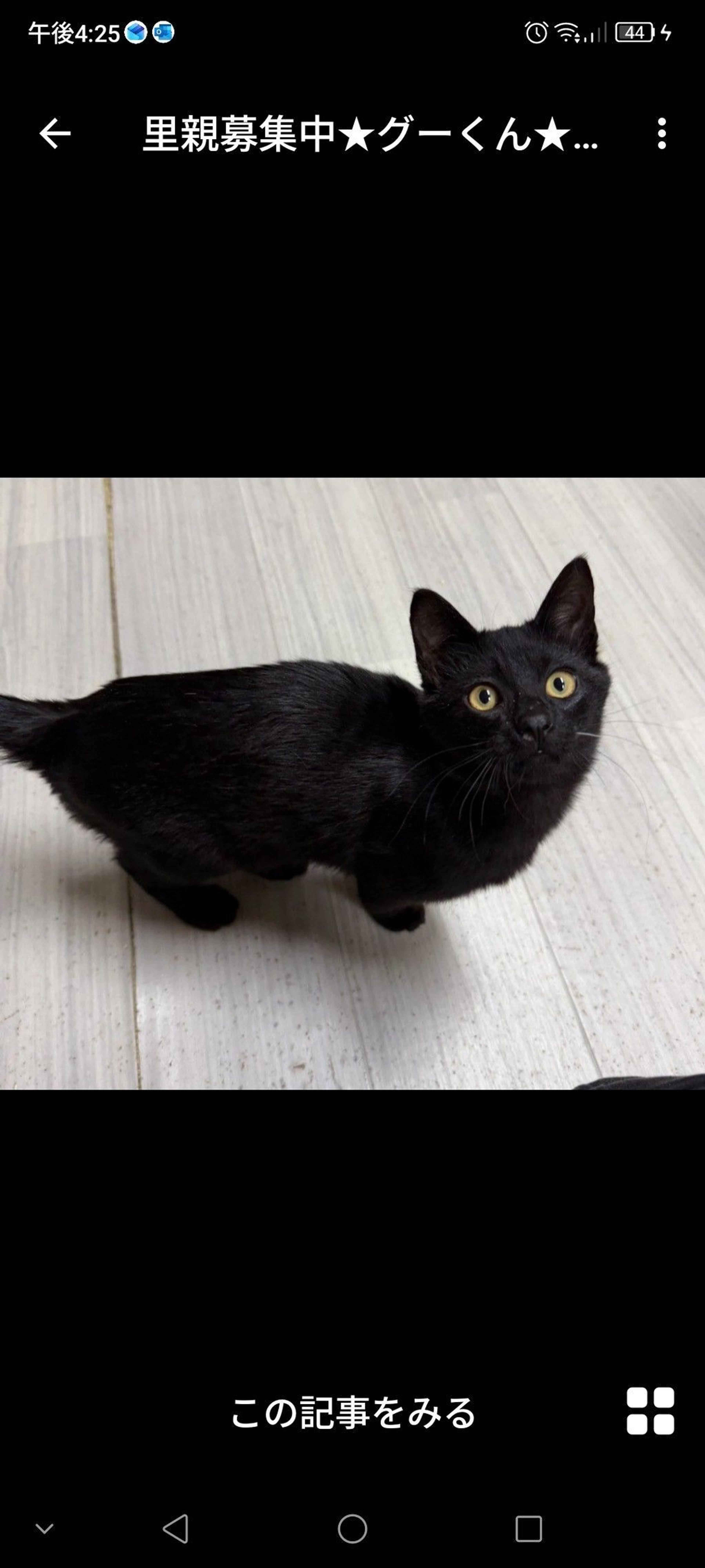 pet-image-3