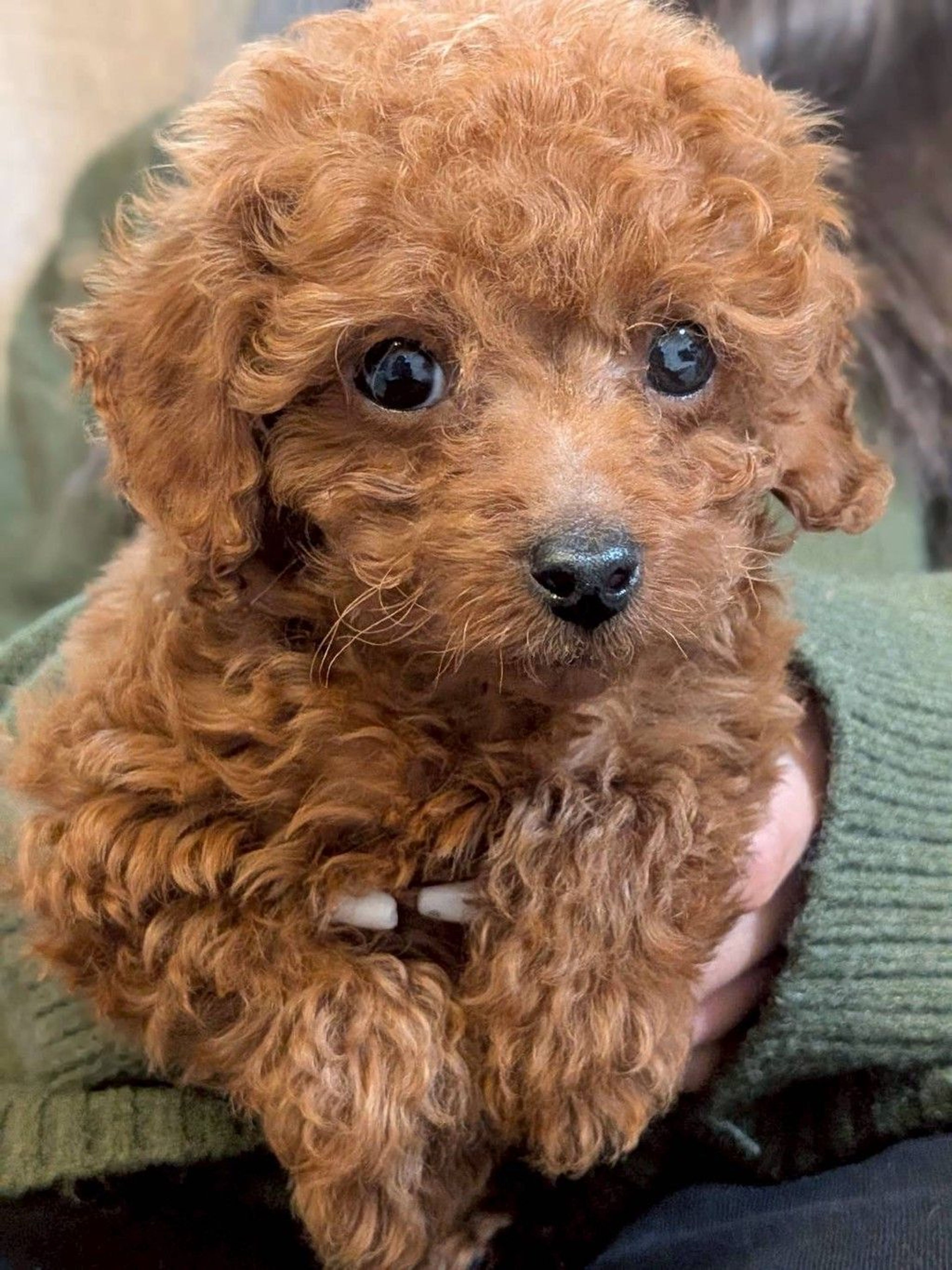 トイプードル・オスの里親募集の写真