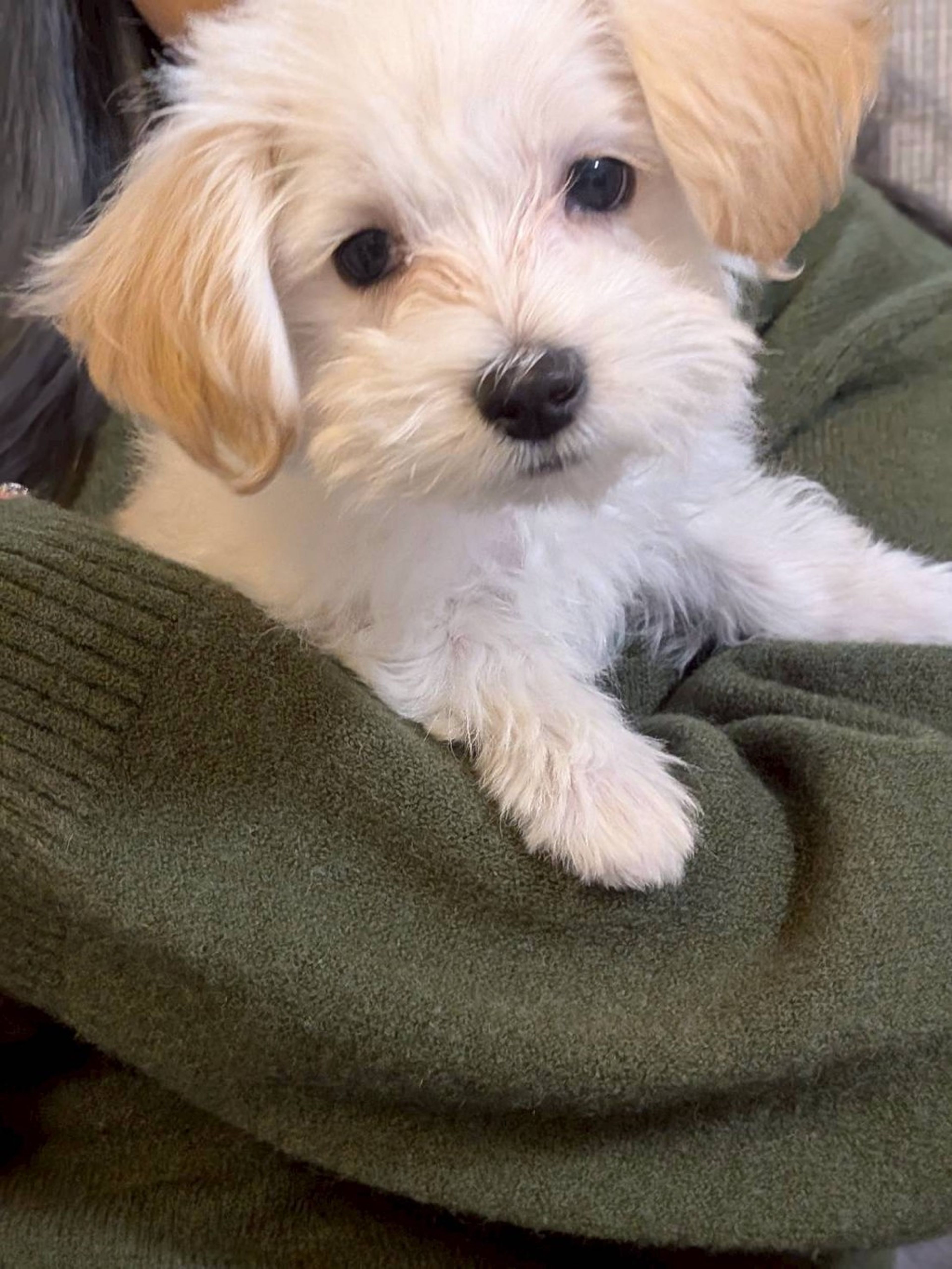 雑種（ミックス犬）・メスの里親募集の写真