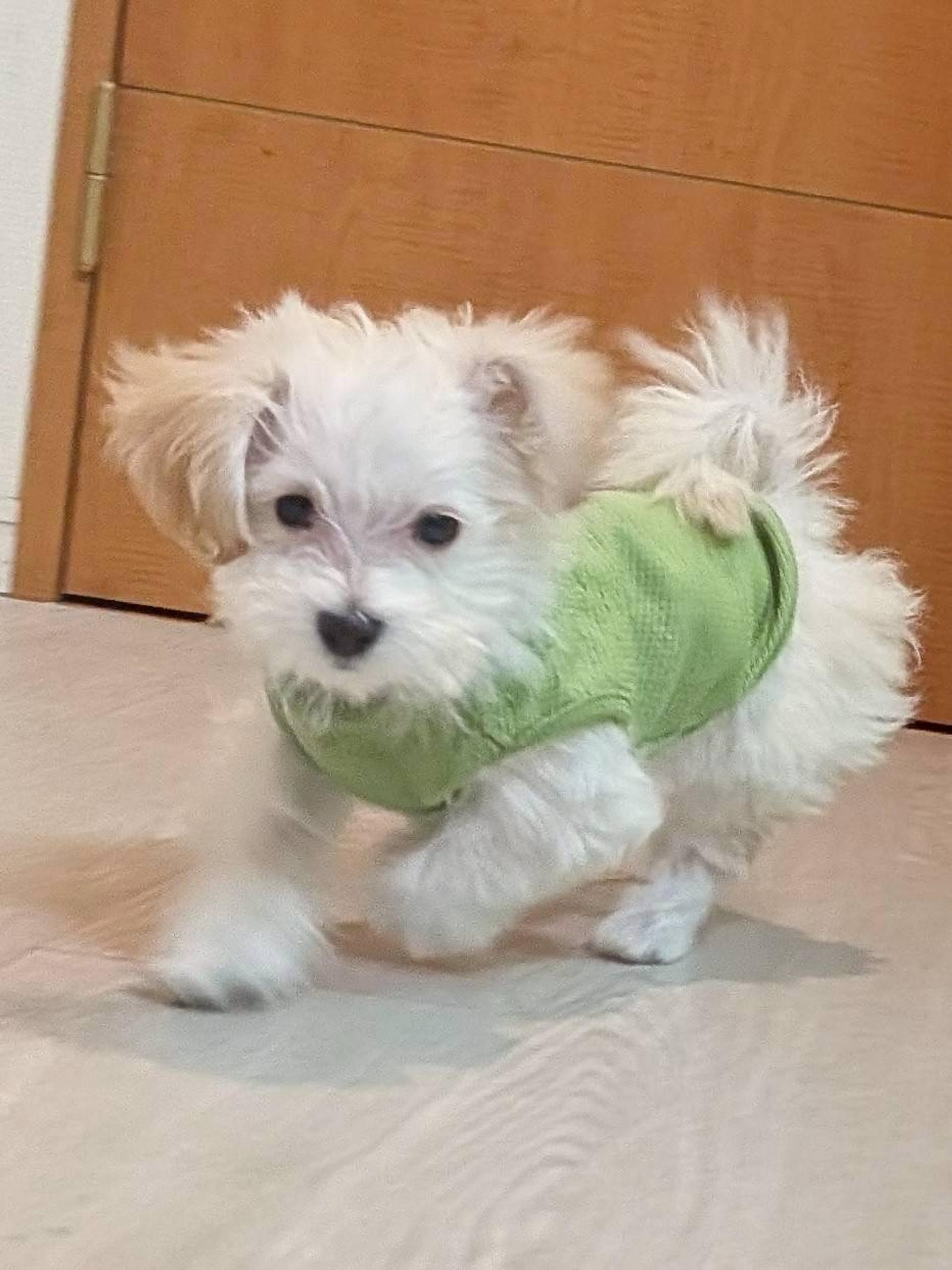 pet-image-2