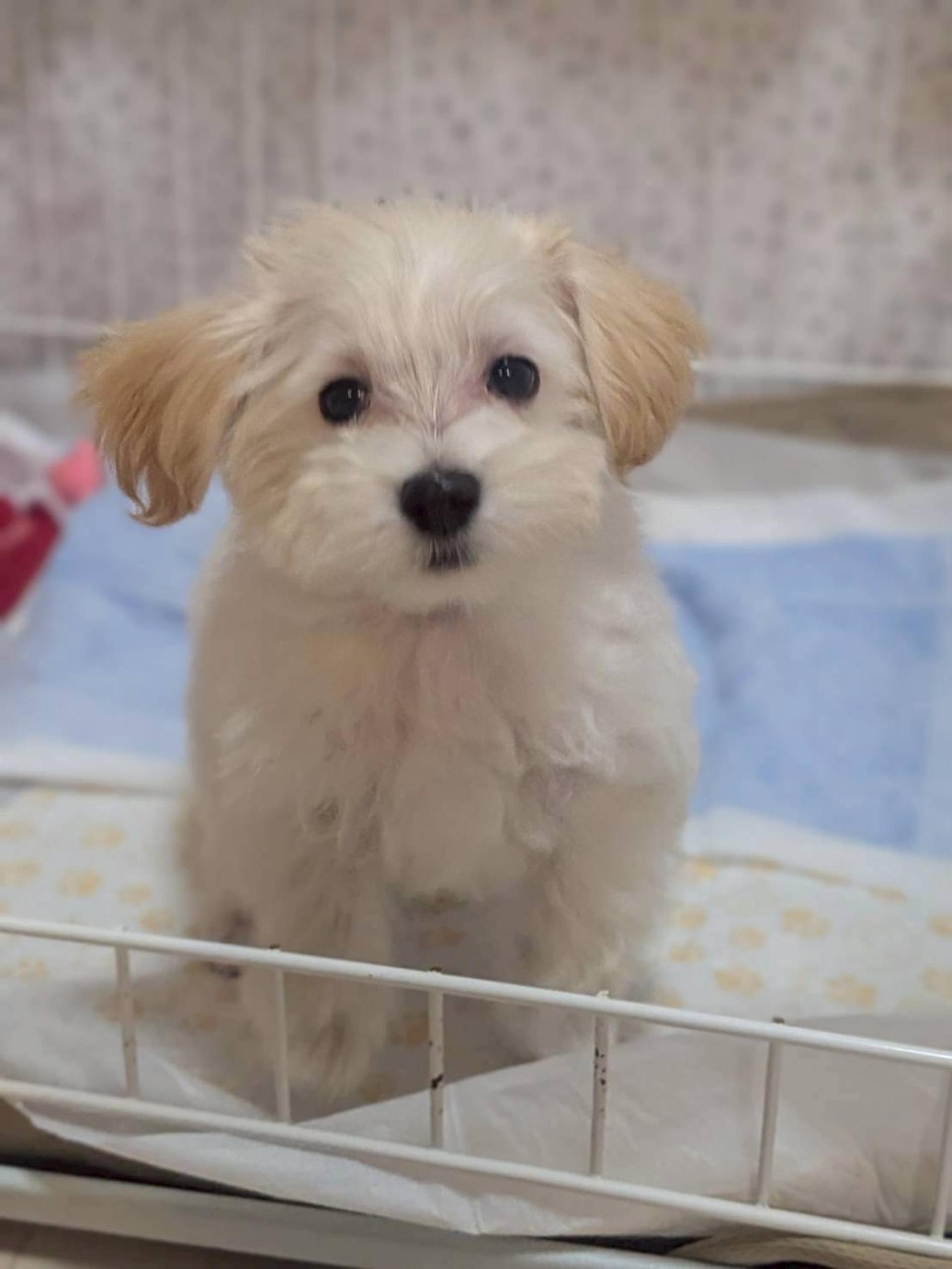 pet-image-3