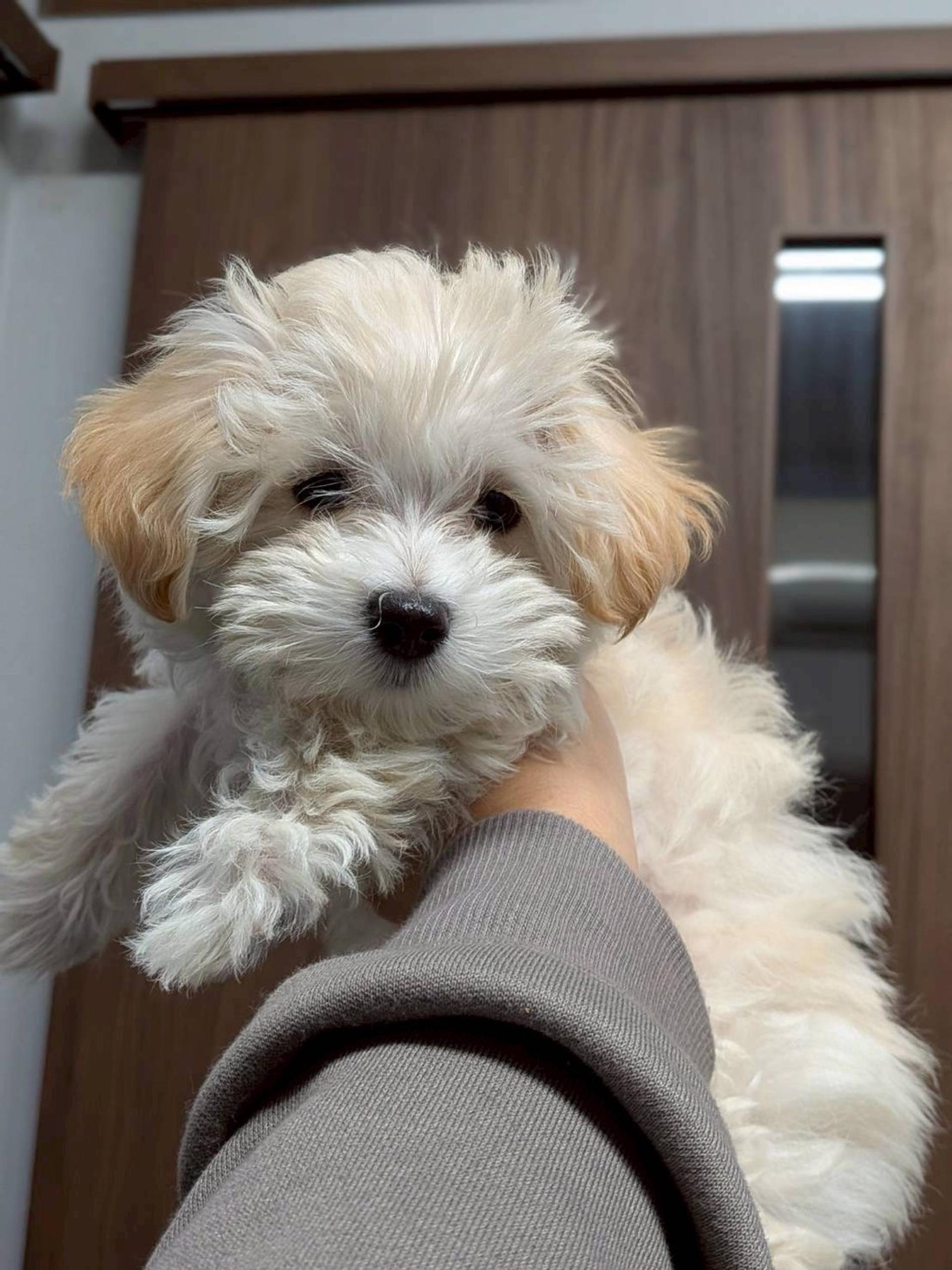 pet-image-4