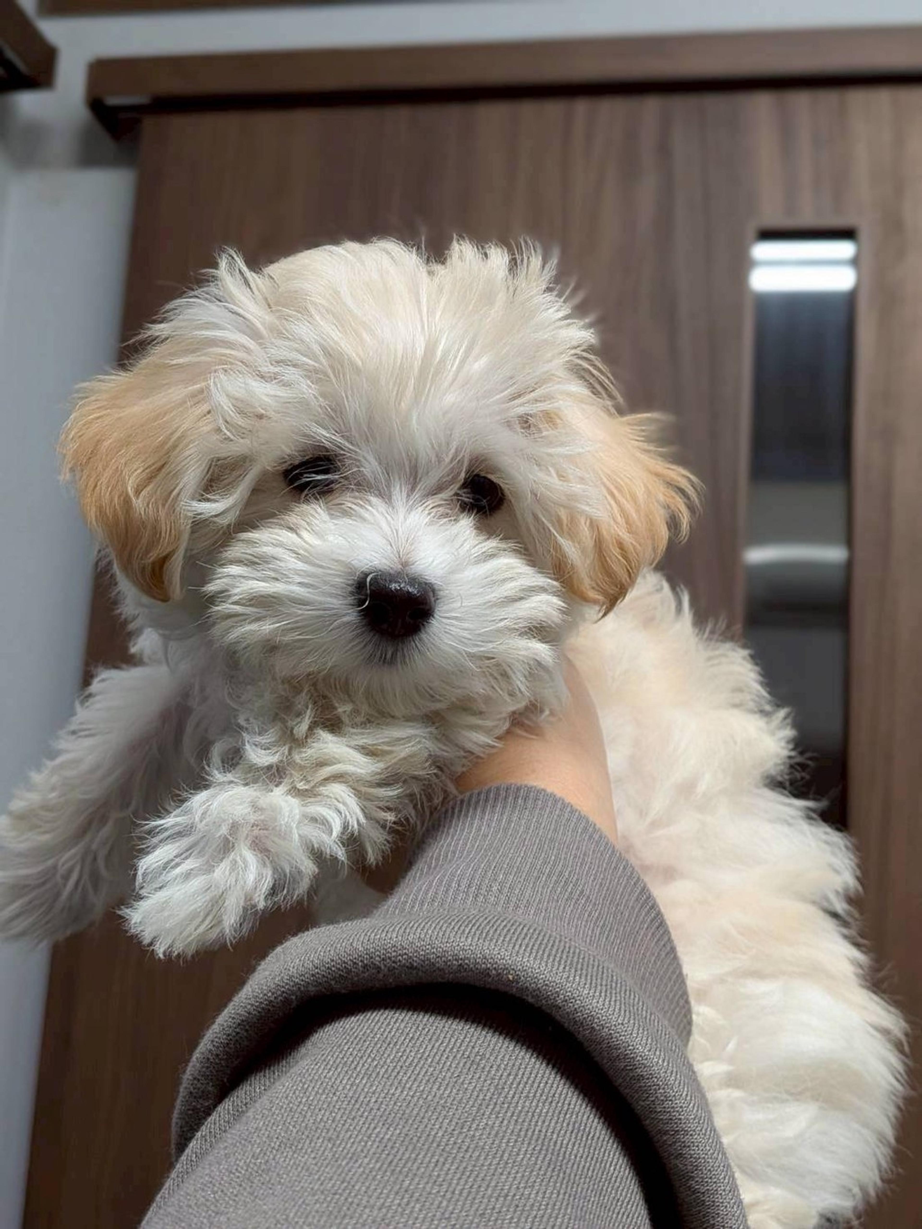 pet-image-4