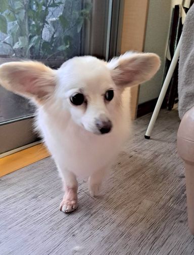 雑種（ミックス犬）・オスの里親募集の写真