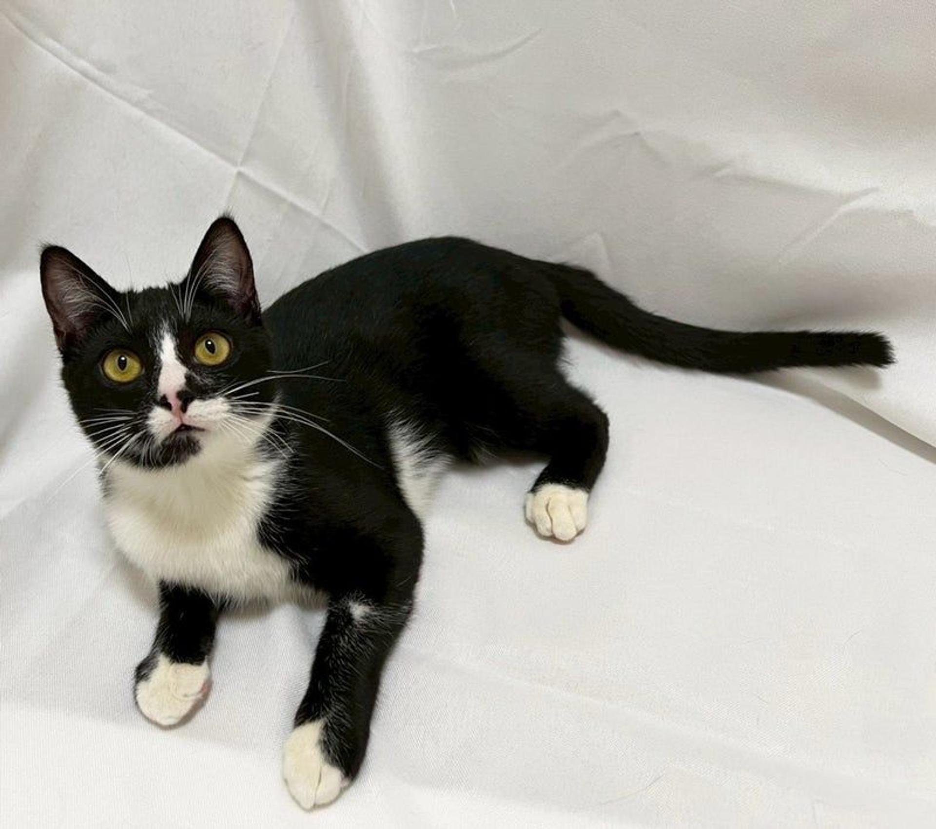 pet-image-2