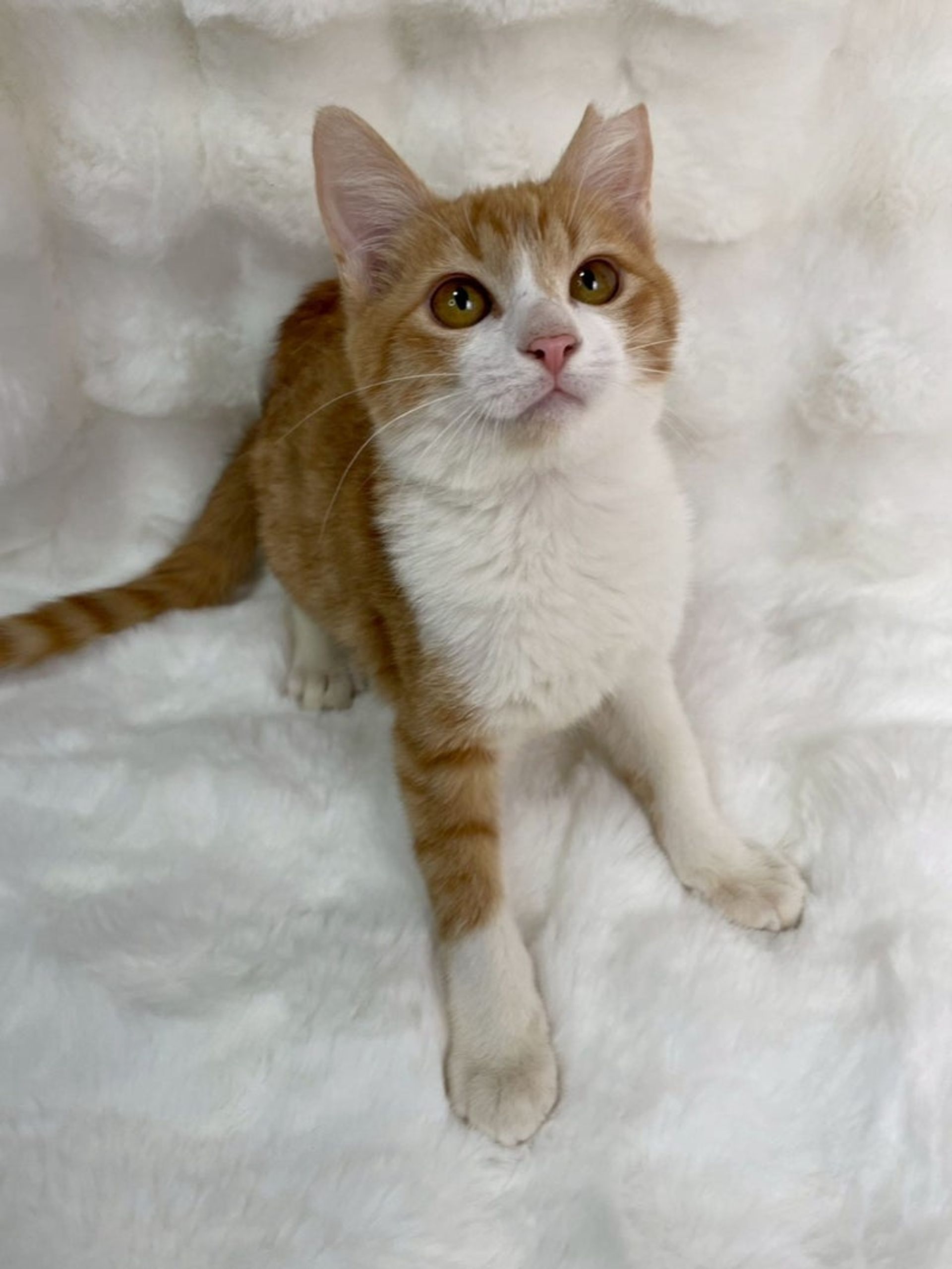 雑種（ミックス猫）・メスの里親募集の写真