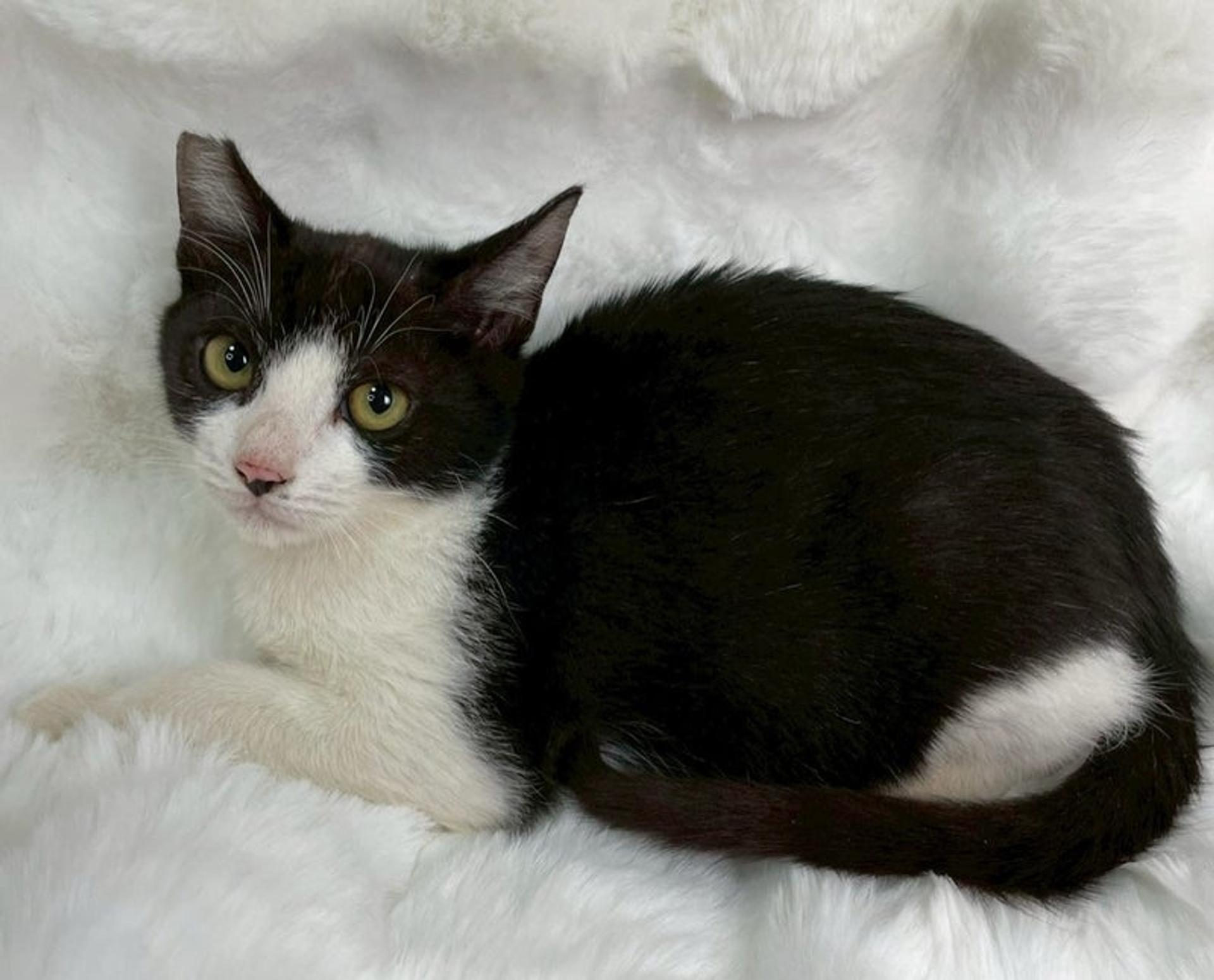 pet-image-2