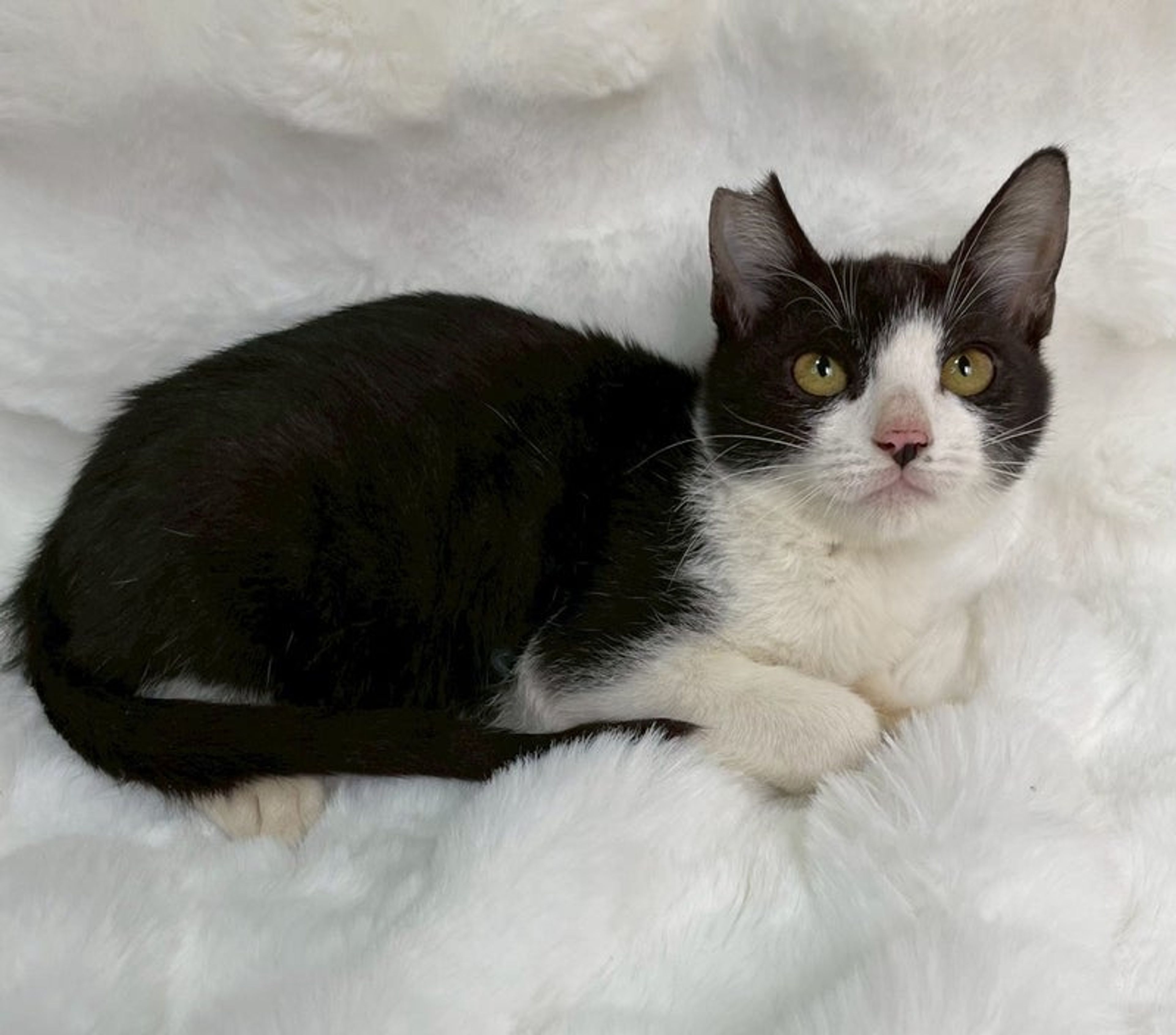 pet-image-4