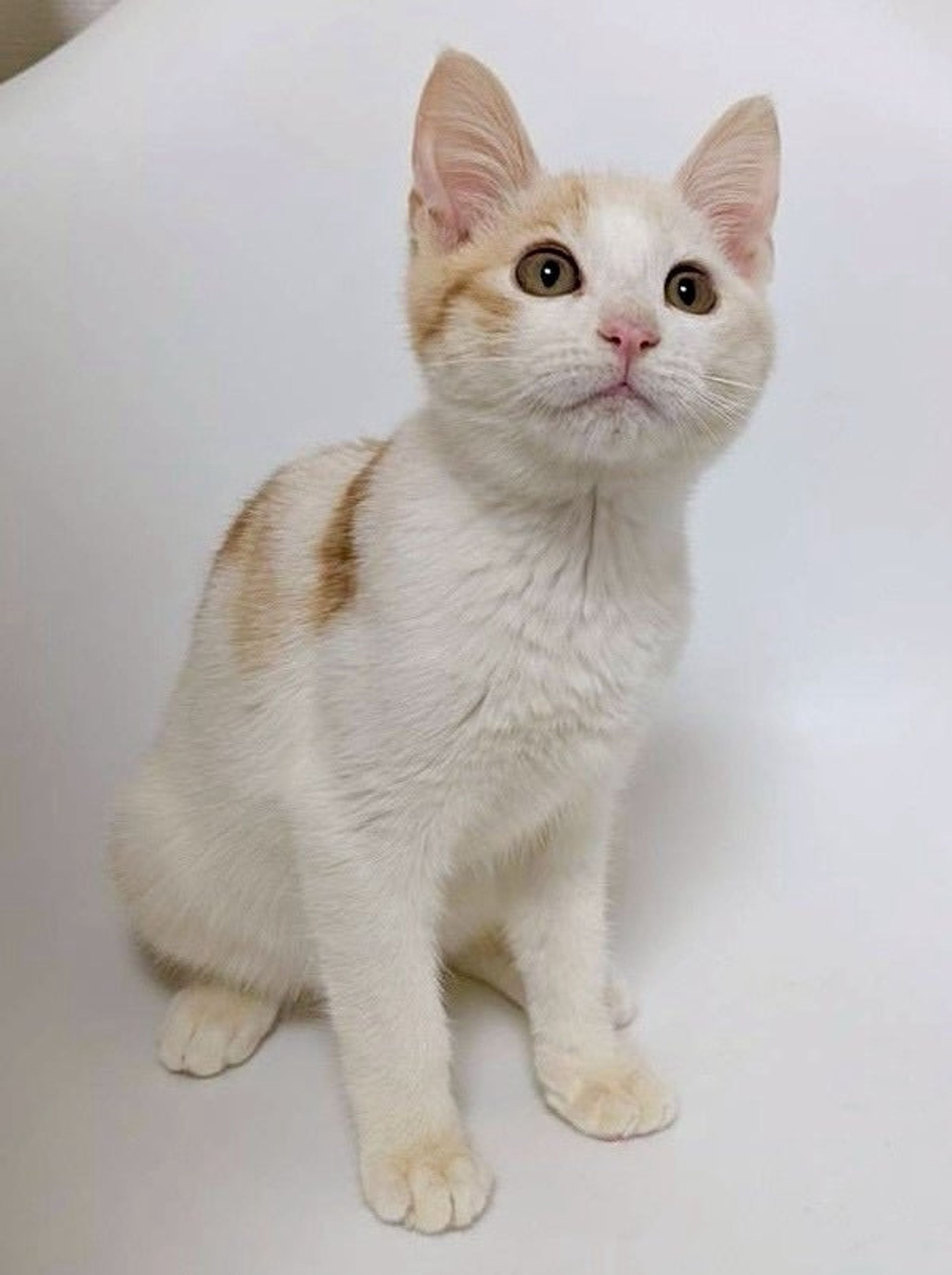 雑種（ミックス猫）・オスの里親募集の写真