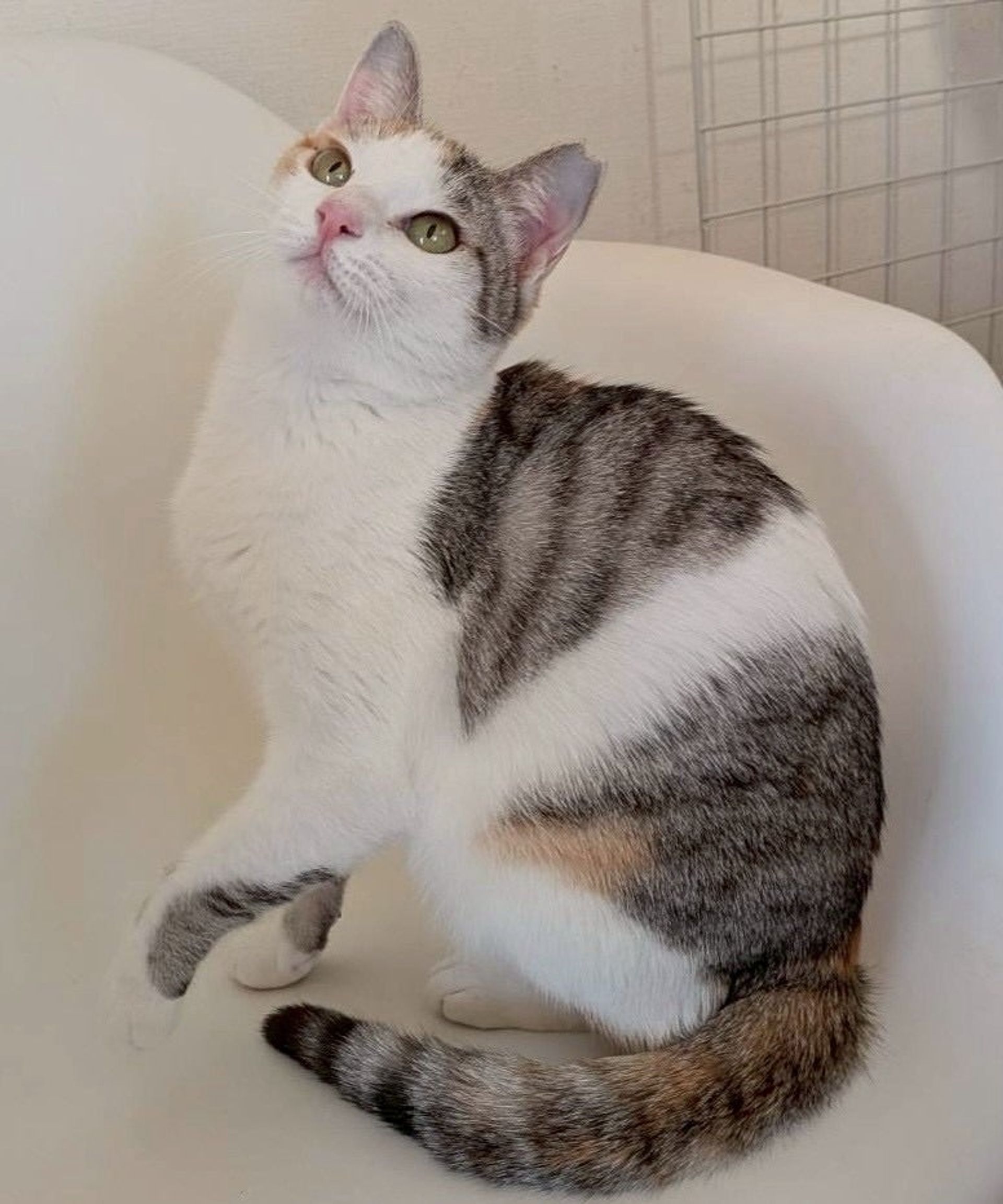 雑種（ミックス猫）・メスの里親募集の写真