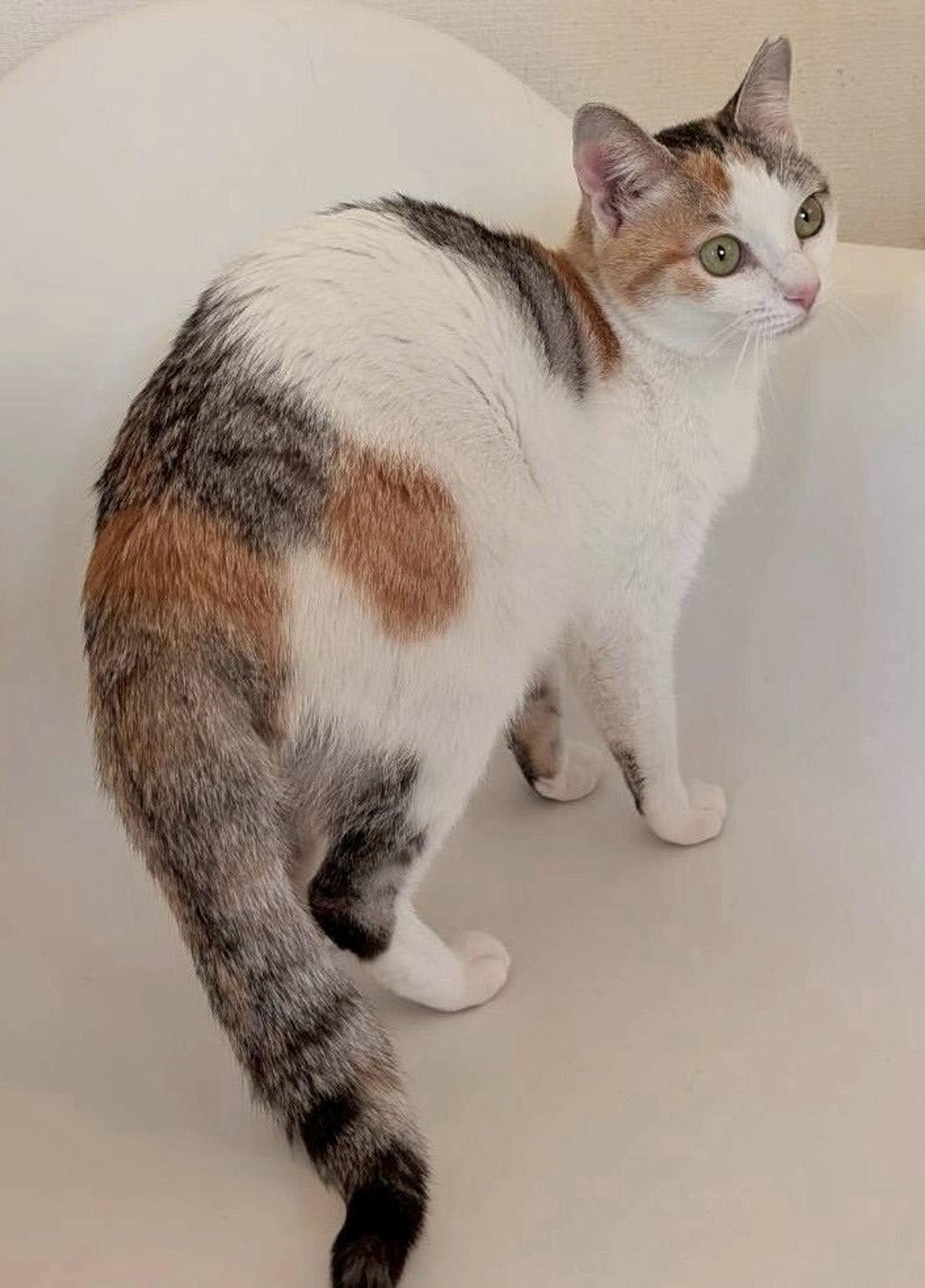 pet-image-4