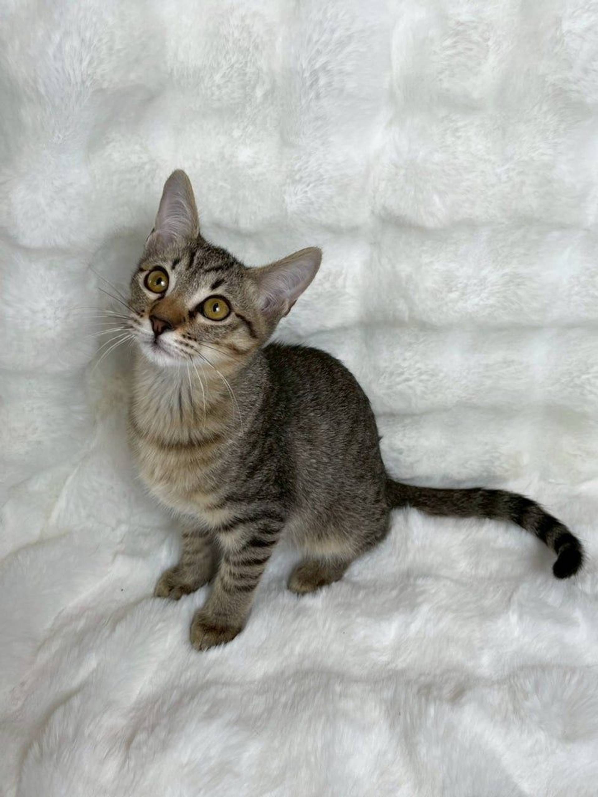 雑種（ミックス猫）・オスの里親募集の写真