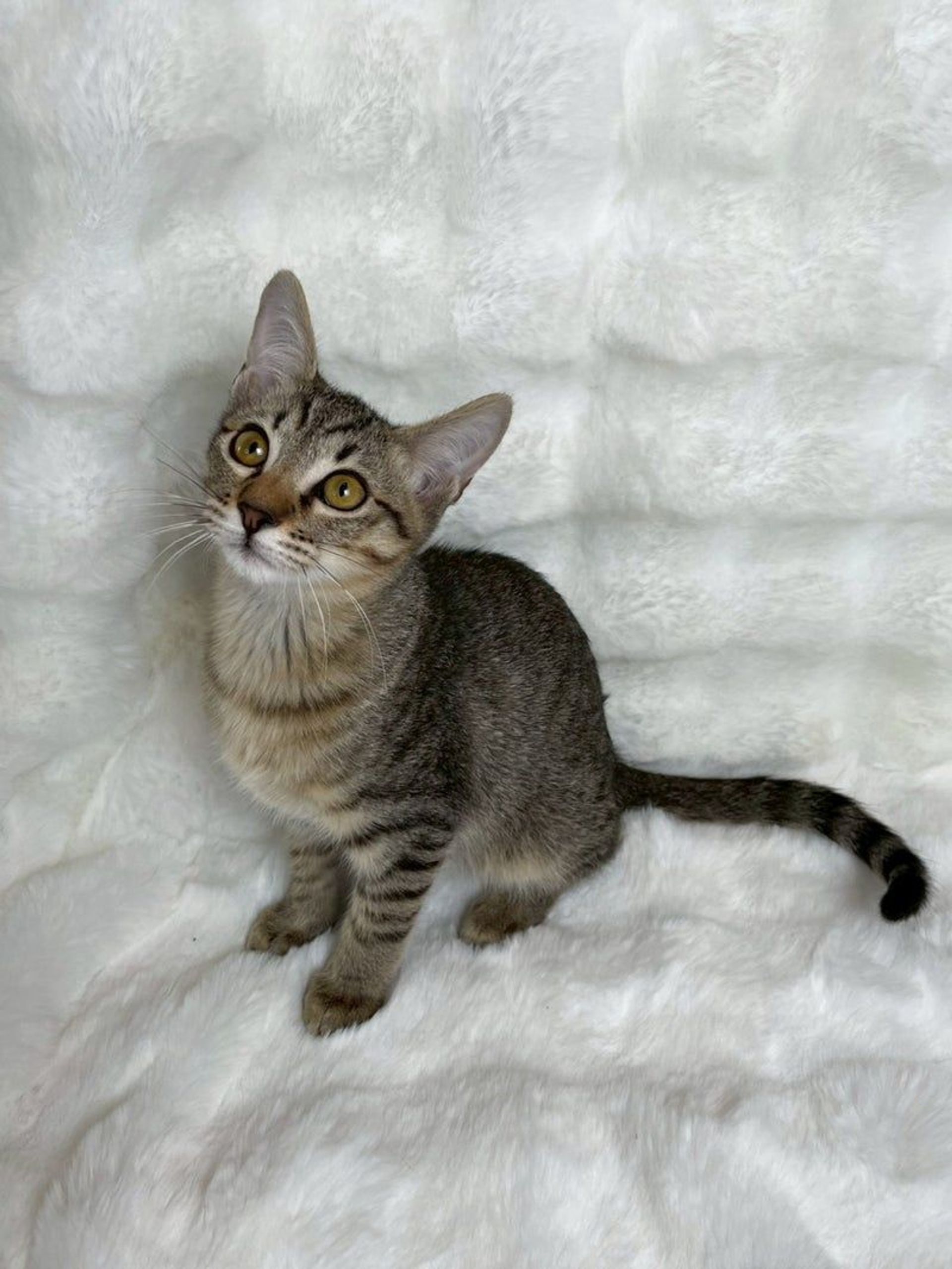 雑種（ミックス猫）・オスの里親募集の写真