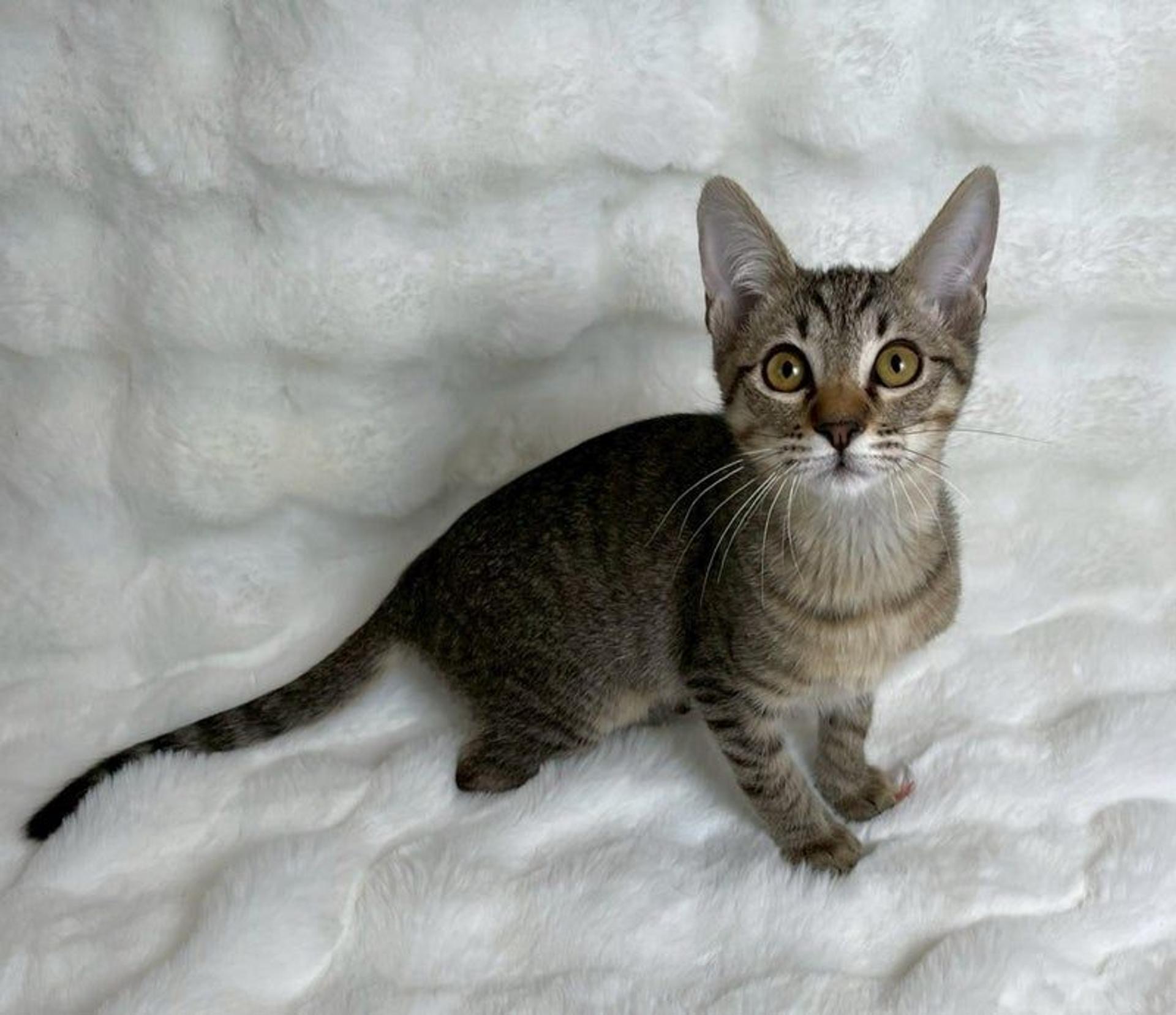 pet-image-4