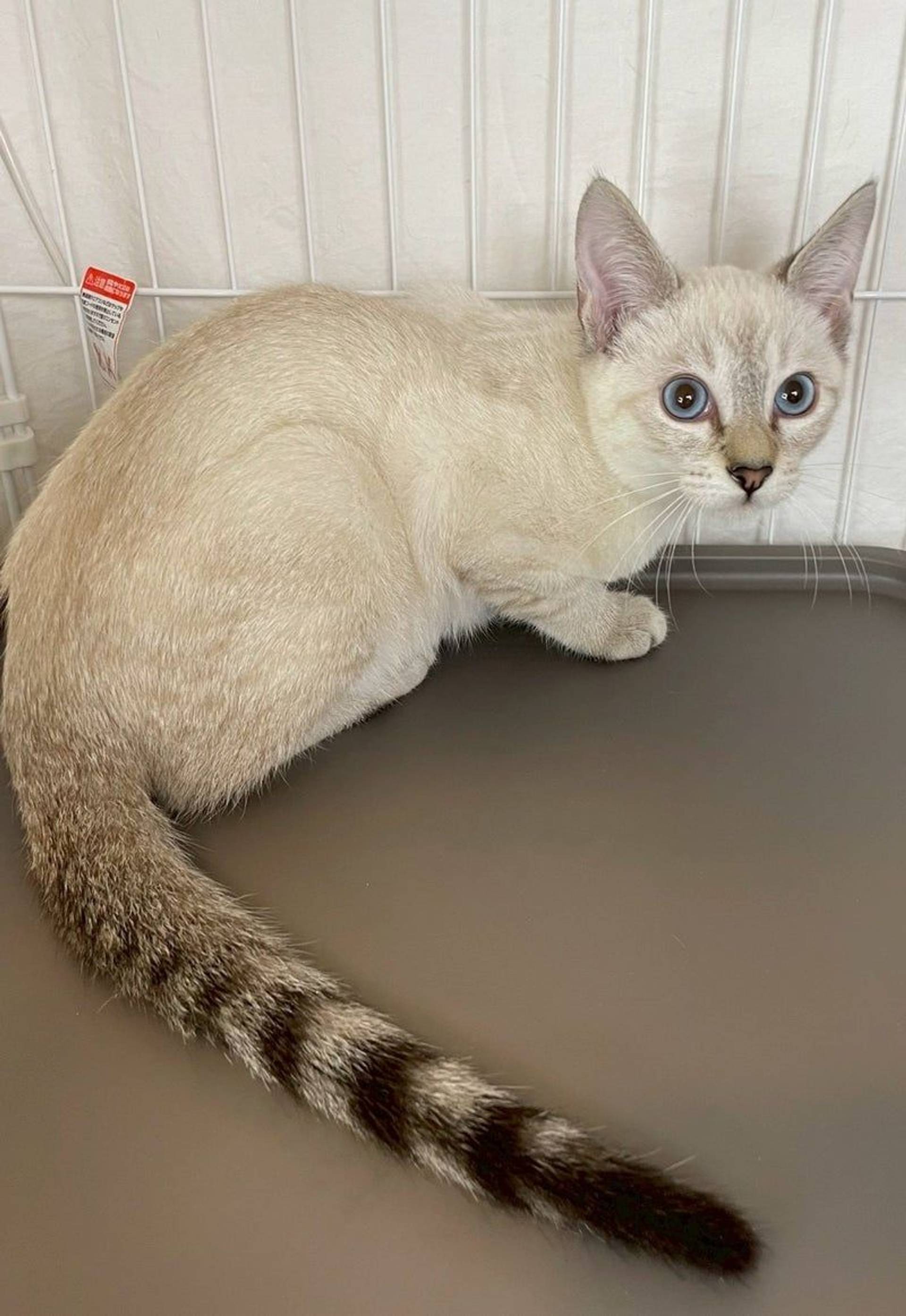 雑種（ミックス猫）・オスの里親募集の写真